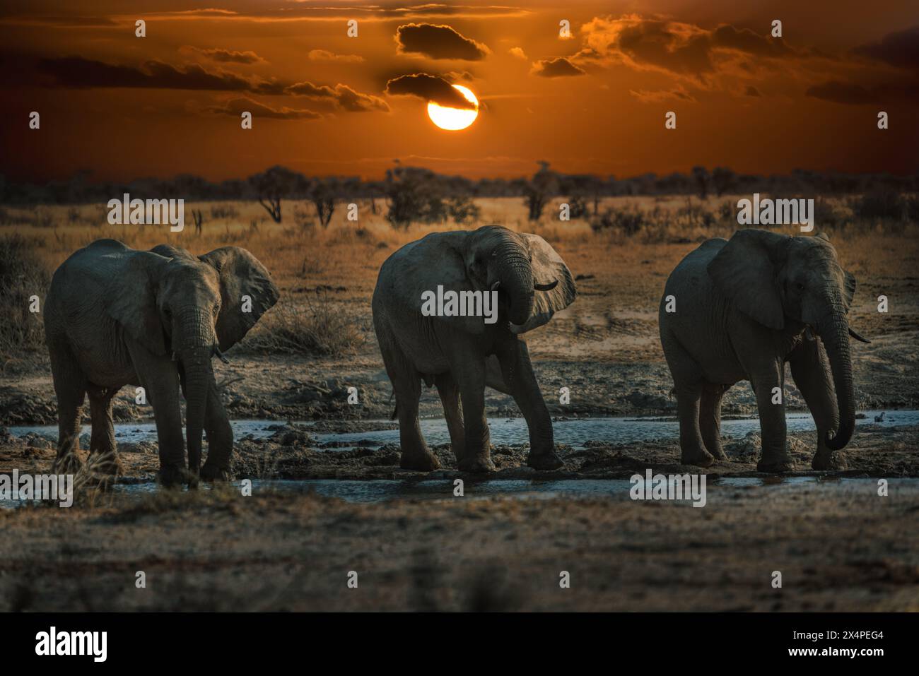 herd of african elephants drinking water at the waterhole at night moon ...