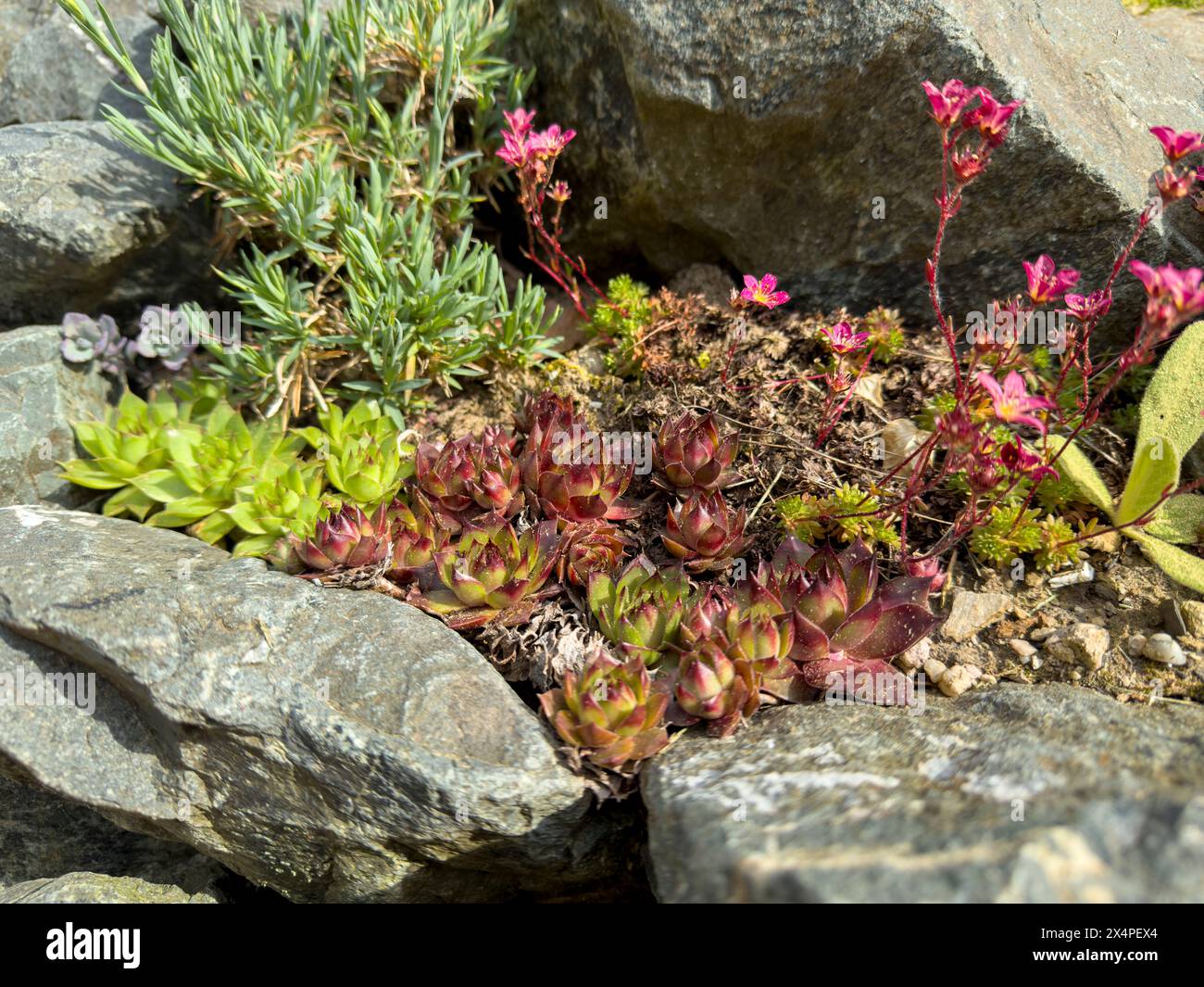 Rock garden with succulent plants in the garden Stock Photo