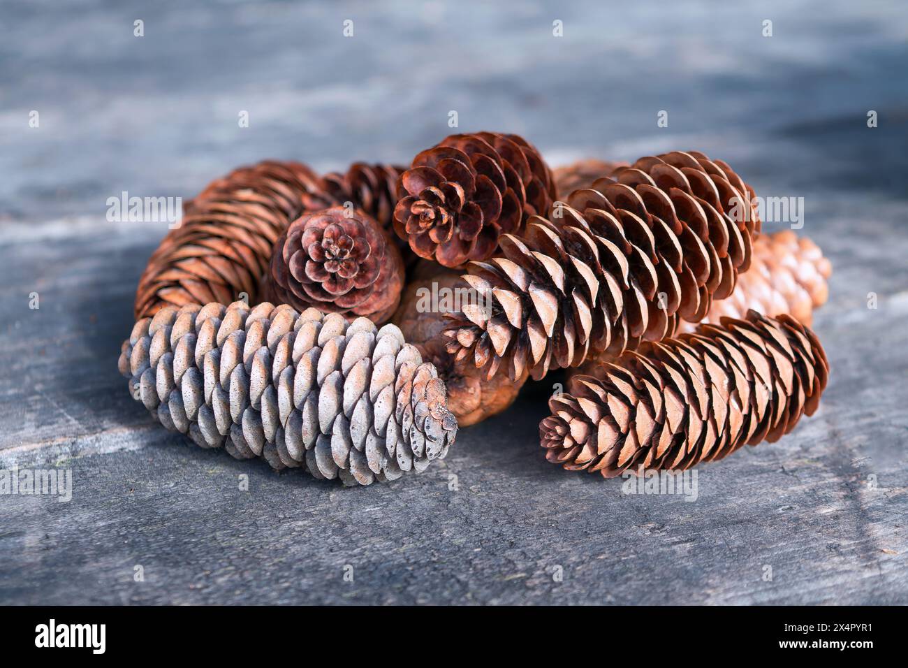 Dry fir cones on a wooden surface close-up. Stock Photo