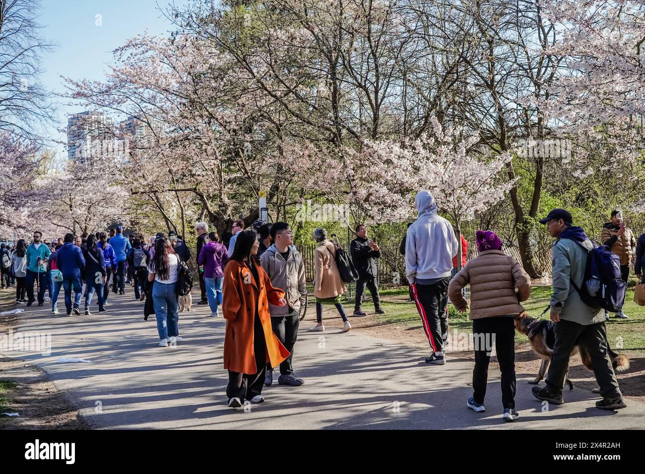 Crowd at high park Toronto during the annual cherry blossom season between April and May Stock Photo