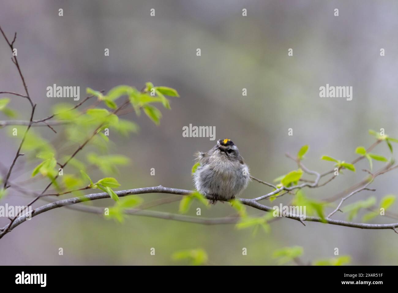 Golden Crowned Kinglet,  Regulus satrapa, one of the smallest songbirds, perched with puffed feathers on branch gray background copy text Stock Photo