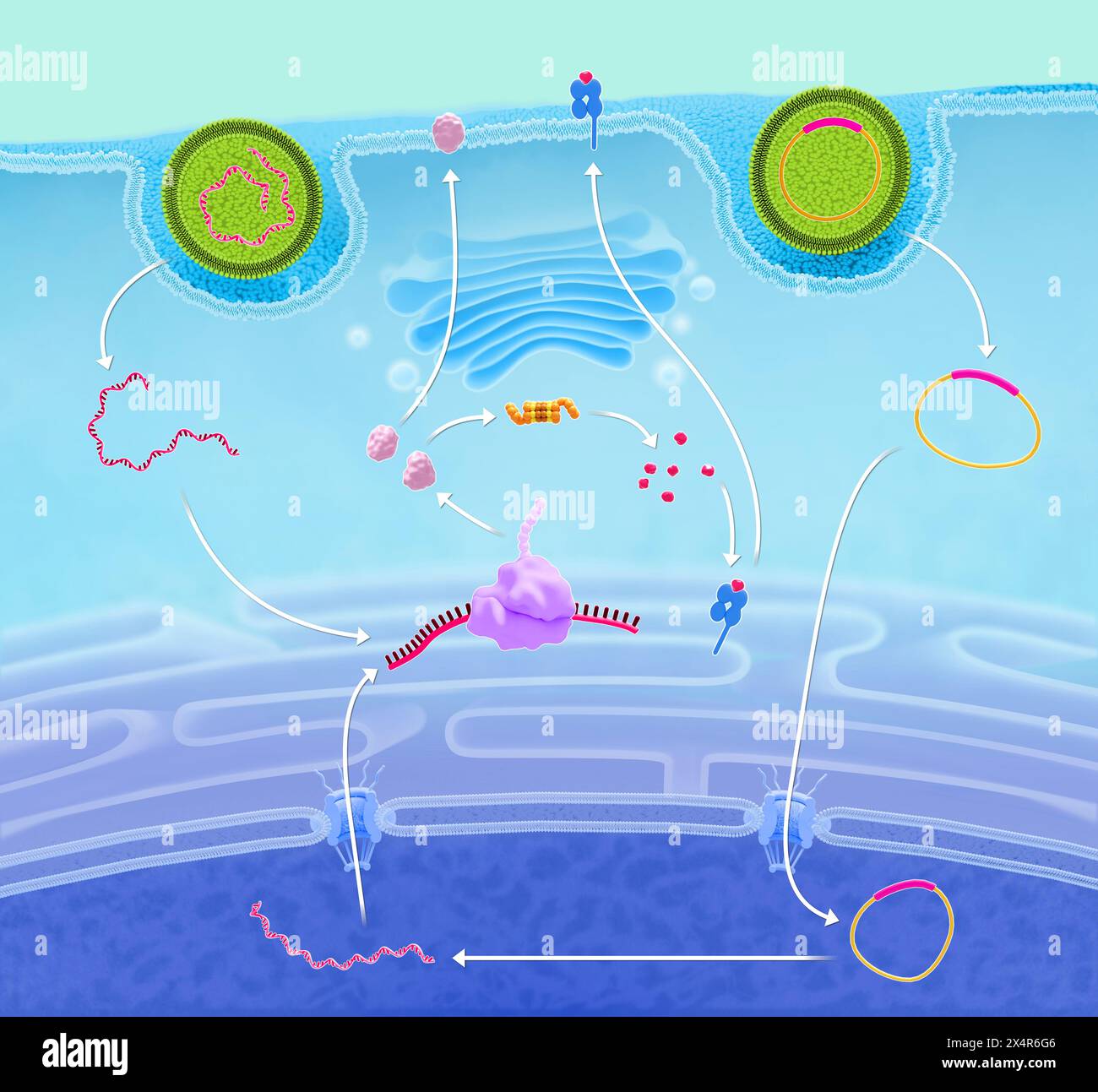 Illustration of the DNA (deoxyribonucleic acid) and mRNA (messenger ...