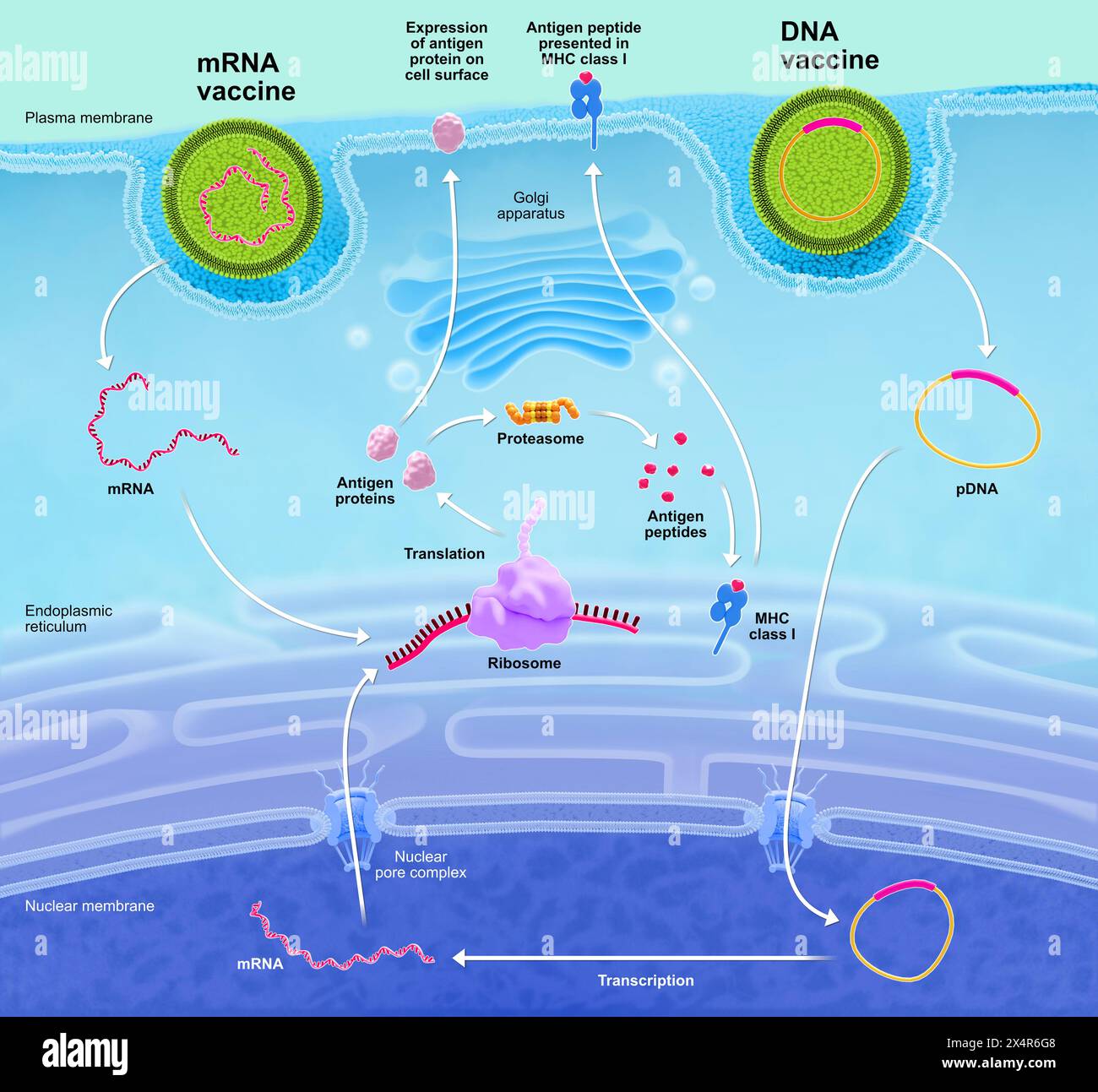 Illustration of the DNA (deoxyribonucleic acid) and mRNA (messenger