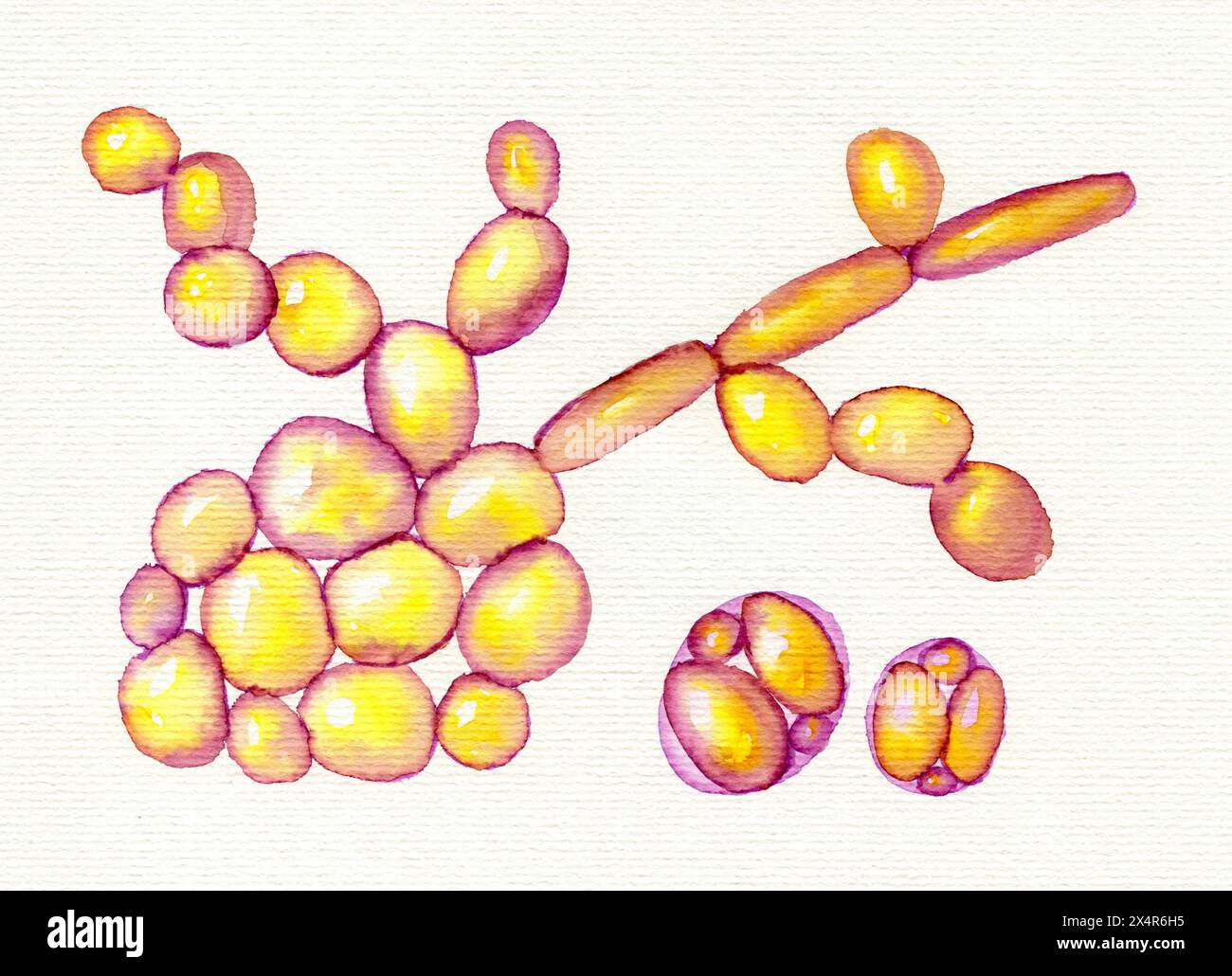 Saccharomyces cerevisiae yeasts, illustration. Baker's or brewer's yeast, probiotics restoring normal flora of intestine. Stock Photo