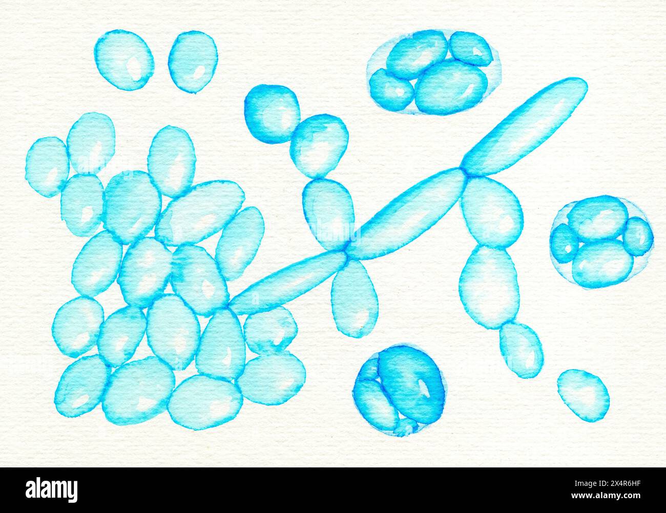 Saccharomyces cerevisiae yeasts, illustration. Baker's or brewer's