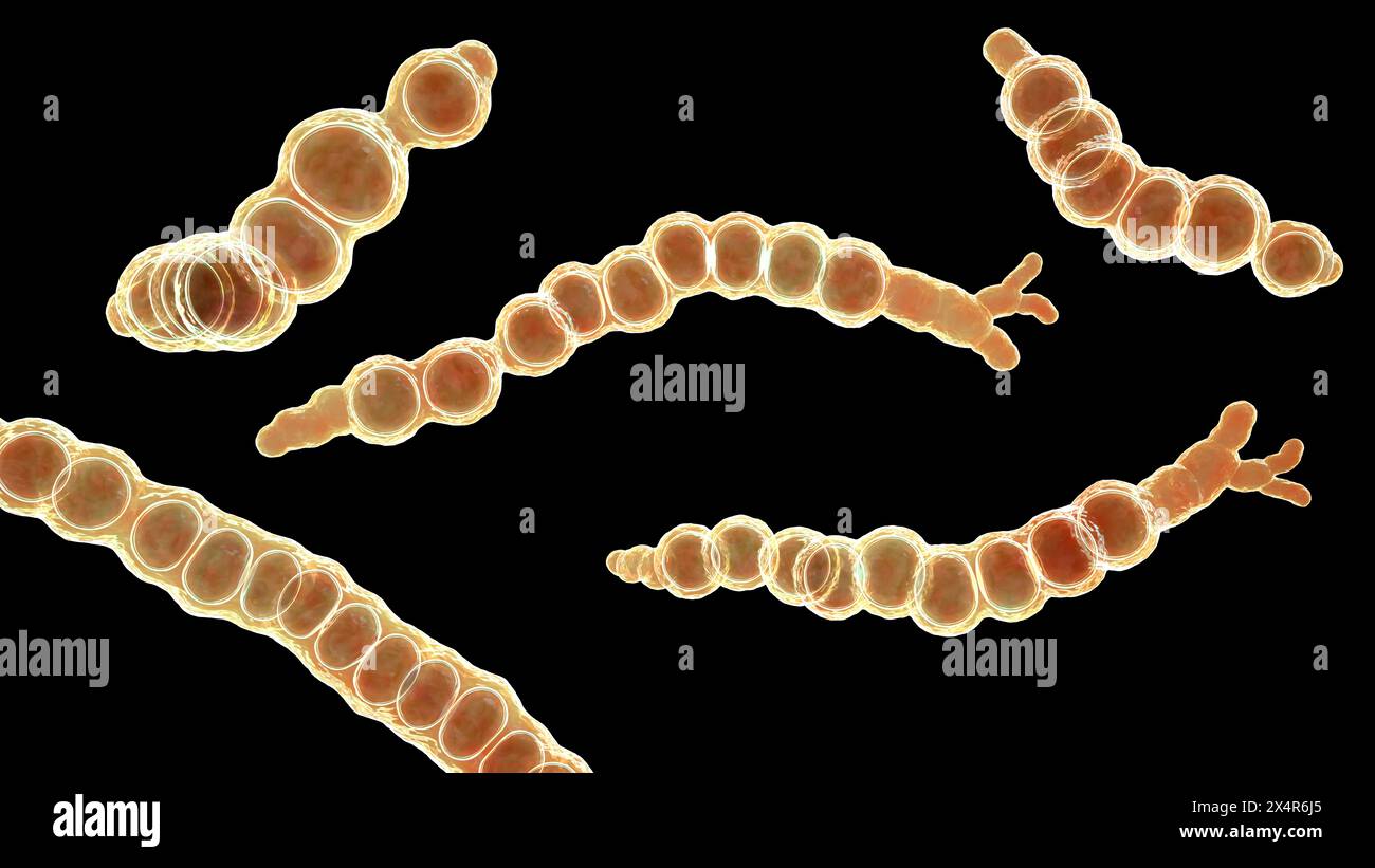 Illustration of the Trichophyton verrucosum (cattle ringworm) fungi ...