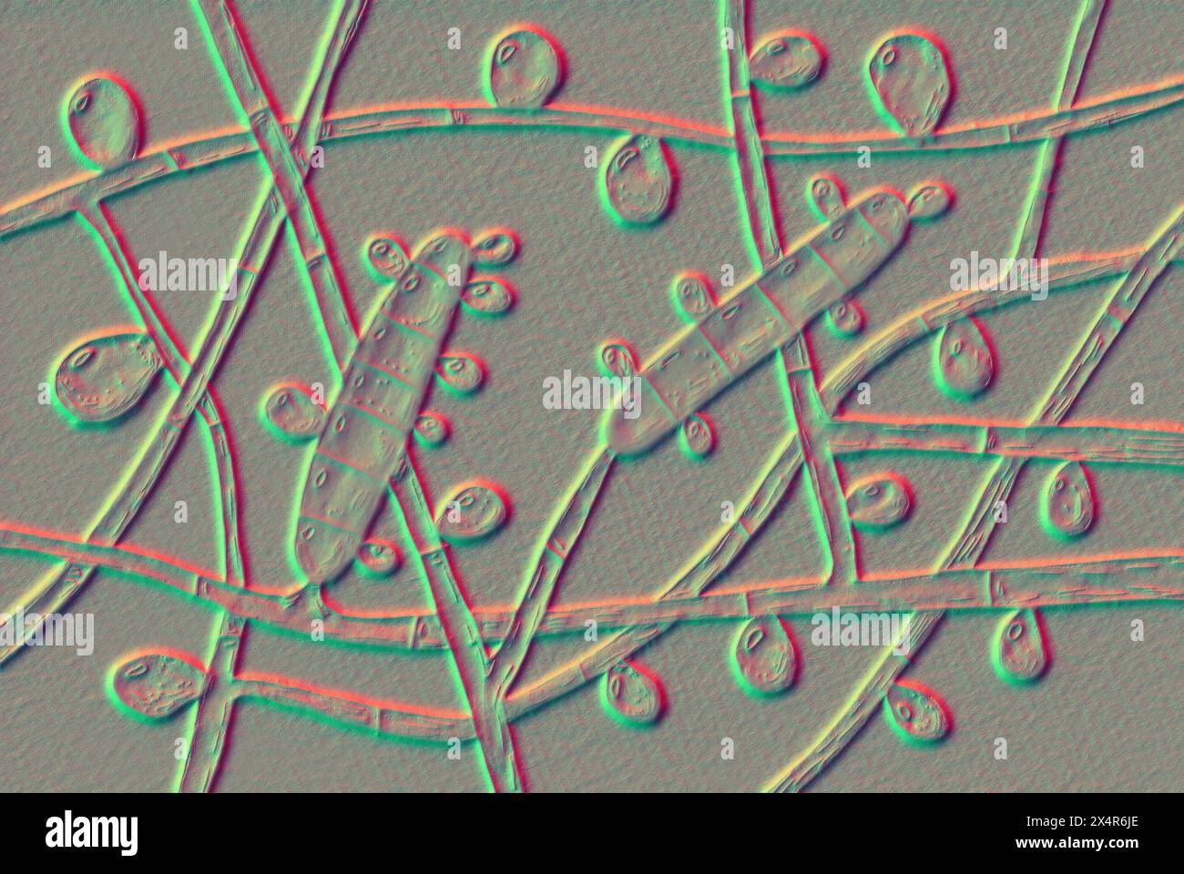 Illustration of Trichophyton rubrum fungi, showing macroconidium