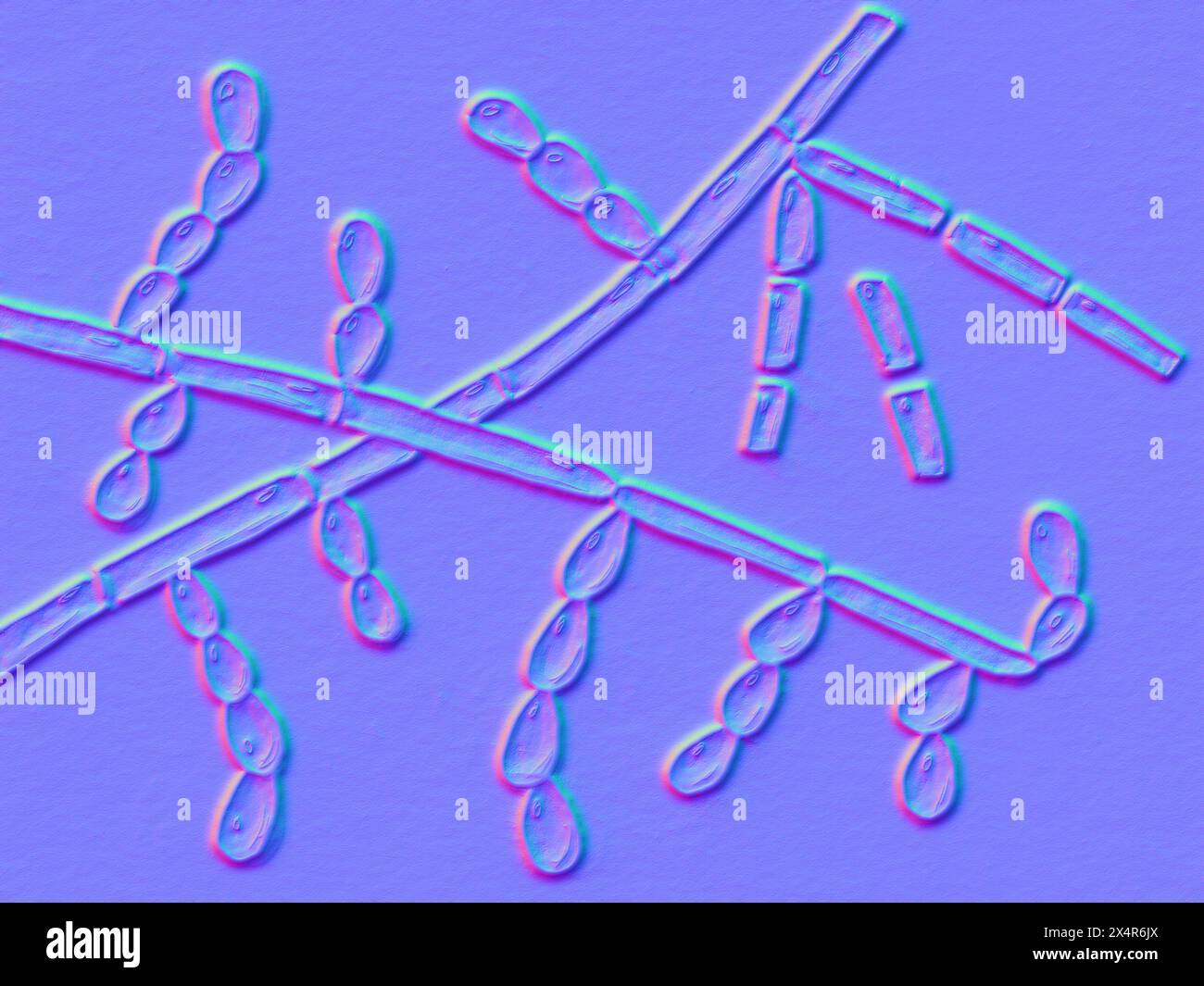 Illustration of Trichosporon fungi, showing septate hyphae ...