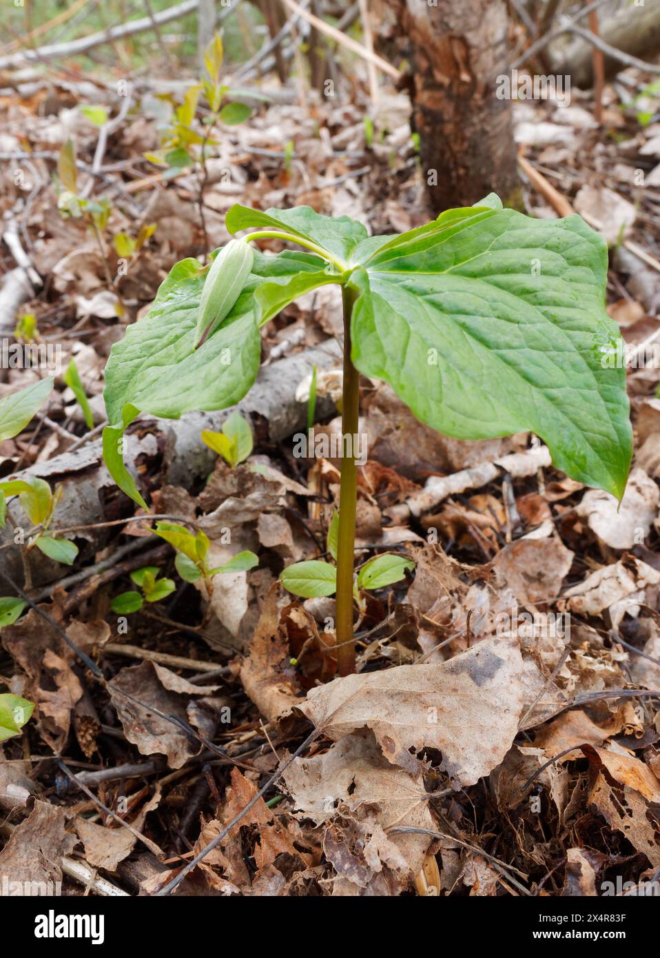 Young Red trillium before bloom, Quebec,Canada Stock Photo