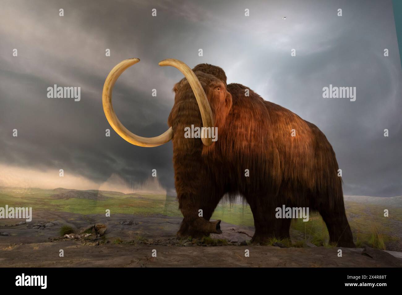 A woolly mammoth figure on display in the Green House-Ice House gallery at the Royal BC Museum in Victoria, British Columbia, Canada. This recreation, Stock Photo