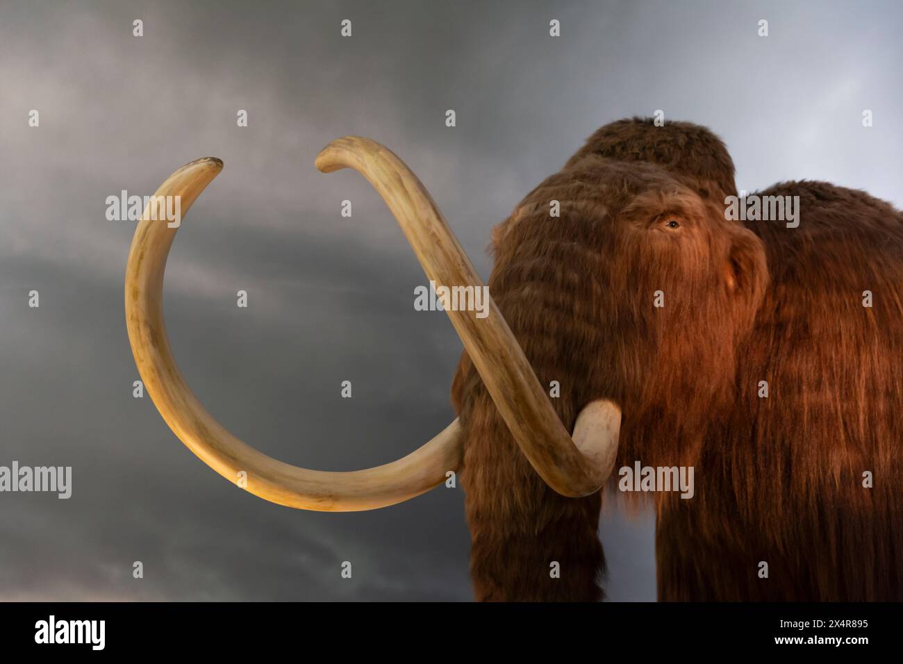 A woolly mammoth figure on display in the Green House-Ice House gallery at the Royal BC Museum in Victoria, British Columbia, Canada. This recreation, Stock Photo