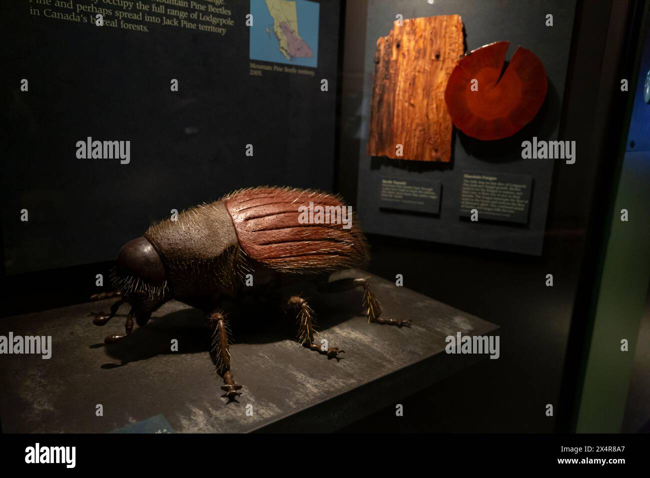 Large model of a mountain pine beetle on display in the Climate Rules gallery at the Royal BC Museum in Victoria, British Columbia, Canada. Stock Photo