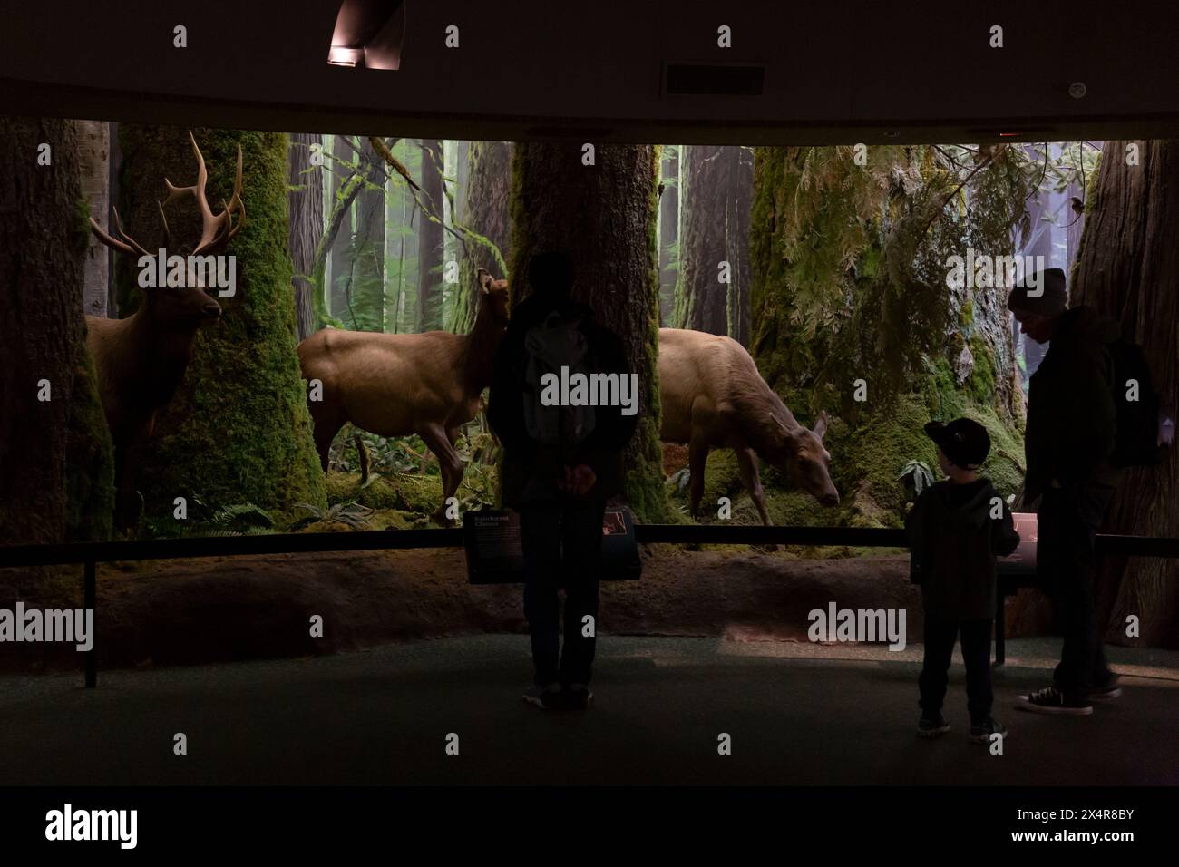 Visitors in the Coastal Forest gallery at the Royal BC Museum in Victoria, British Columbia. Stock Photo