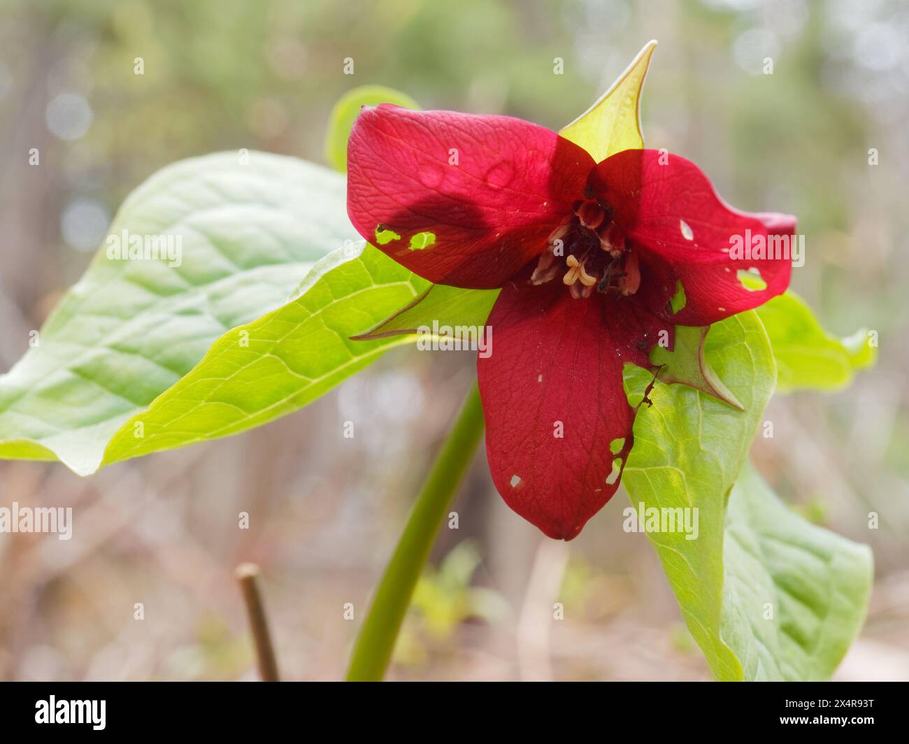 Red trillium in the forest, Quebec,Canada Stock Photo