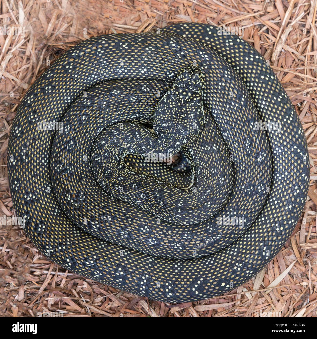 Australian Diamond Python curled up basking Stock Photo - Alamy