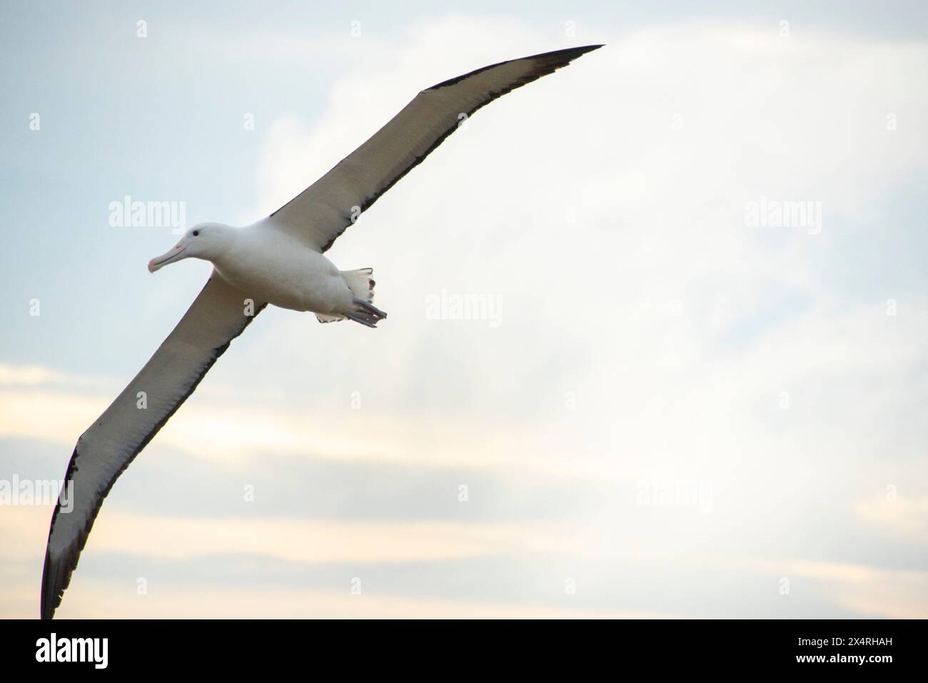 Peninsula albatross hi-res stock photography and images - Alamy