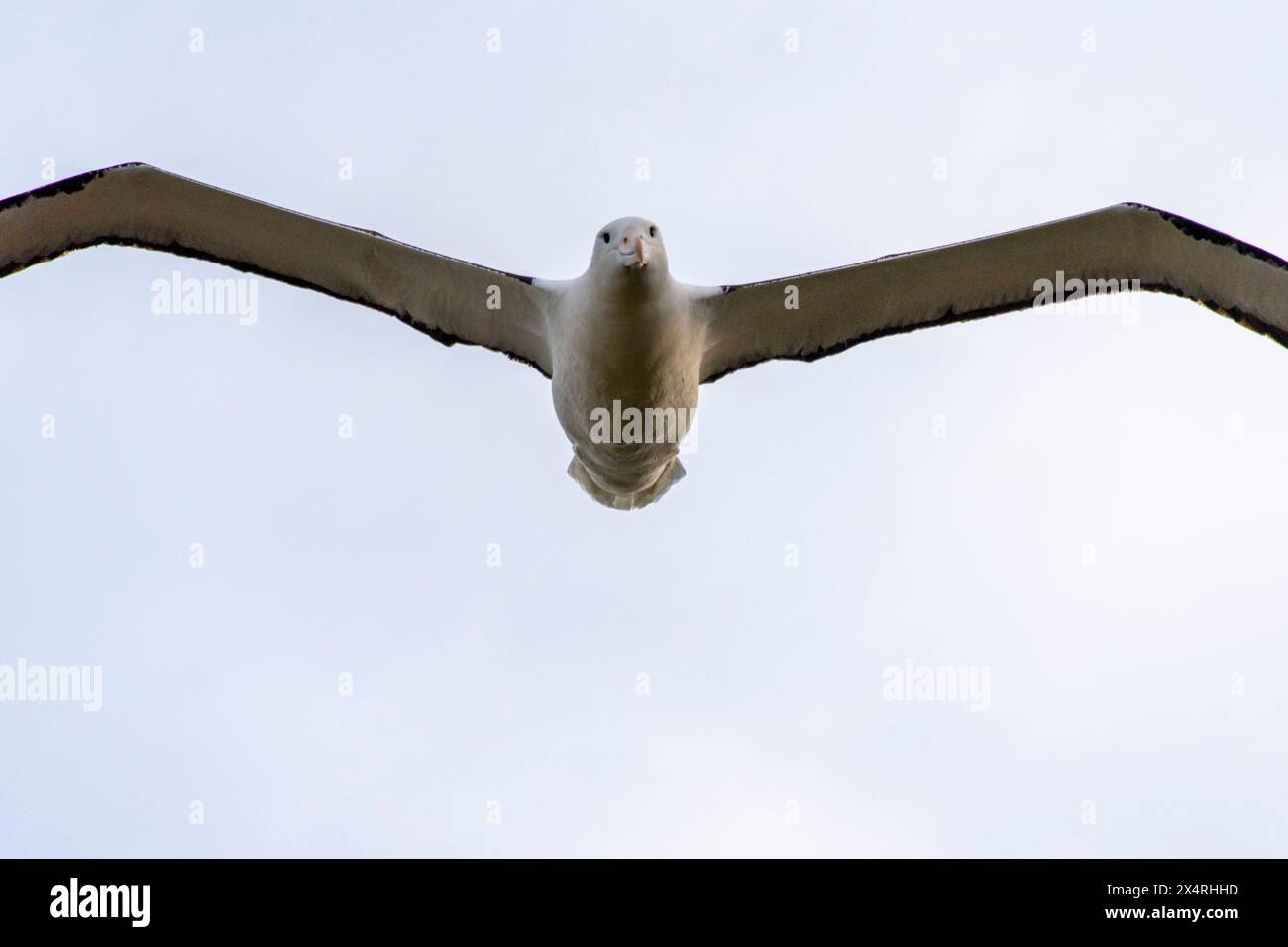 Peninsula albatross hi-res stock photography and images - Alamy