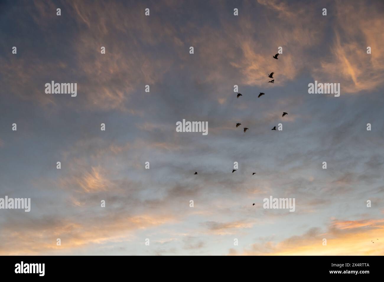 Cockatoos flying below clouds during sunset. Stock Photo