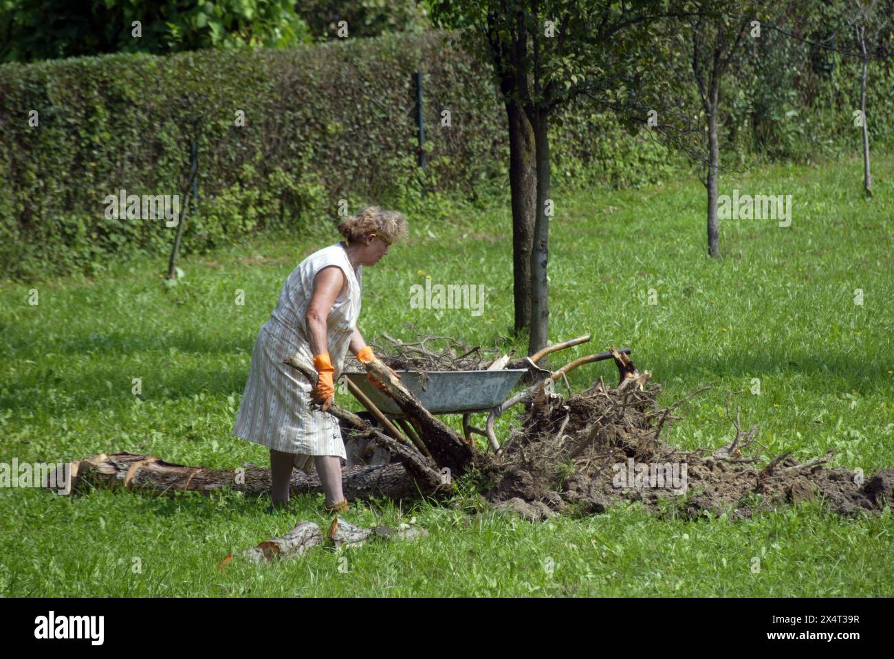 A woman collects the branches of a tree that she fell in her garden in Pisarovinska Jamnica, Croatia Stock Photo