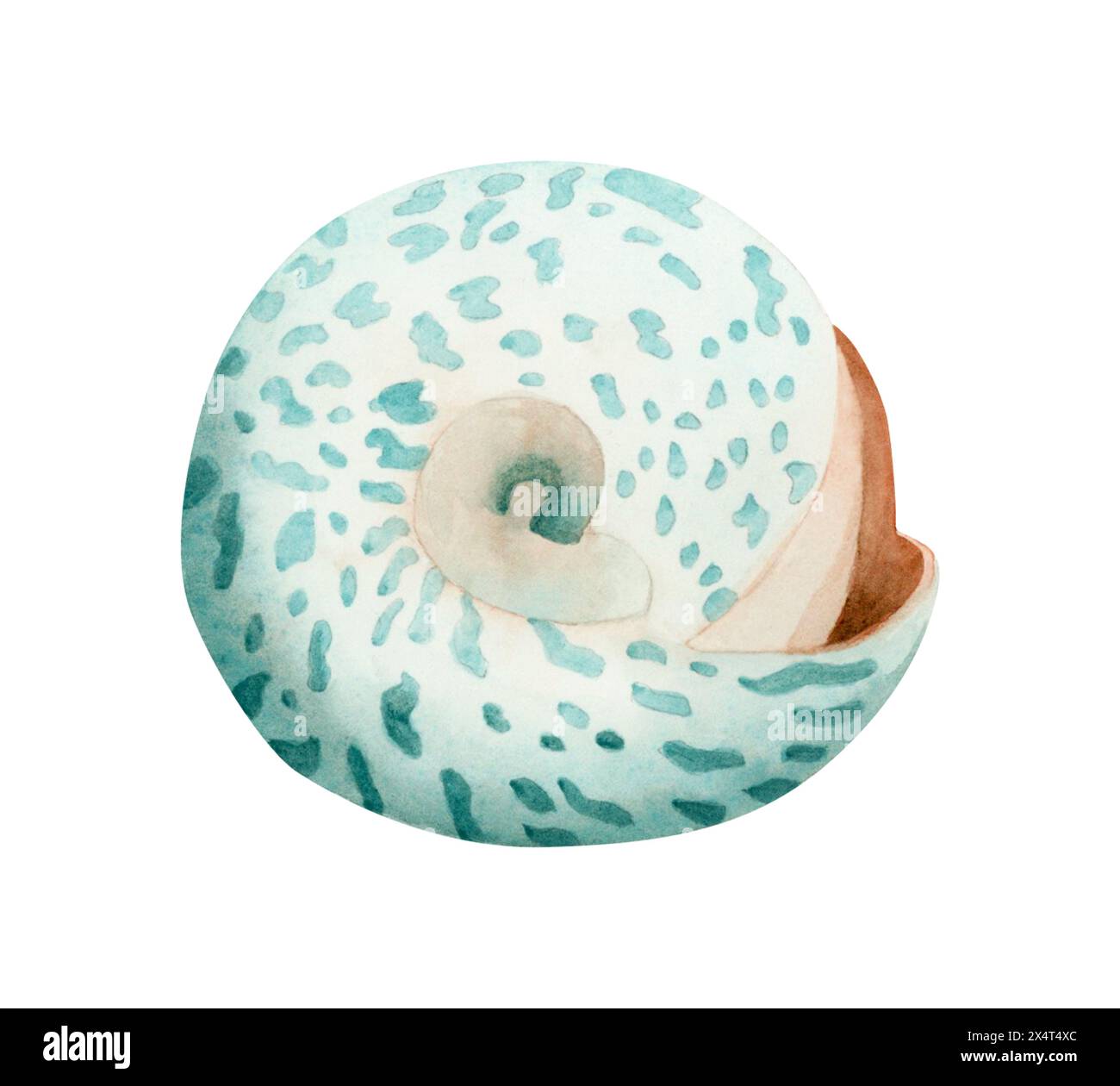 Round trochus snail spiral seashell realistic watercolor illustration. Tropical ocean mollusk animal Stock Photo
