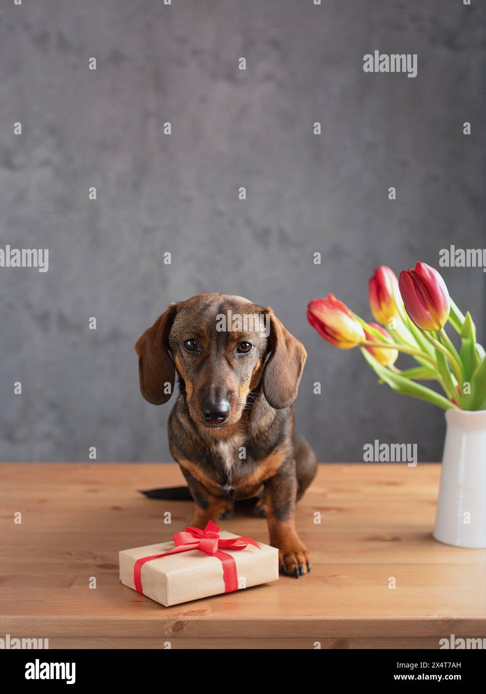 Happy Dachshund Stands in Yellow Tulips. Stock Photo - Image of outdoor
