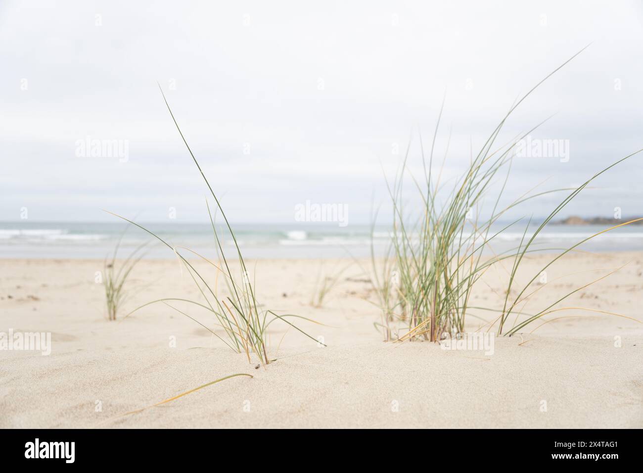 Pingao sand sedge at Waikouaiti Beach (New Zealand) with blurred beach and ocean in background. Ficinia spiralis is a coastal sedge endemic to NZ. Stock Photo
