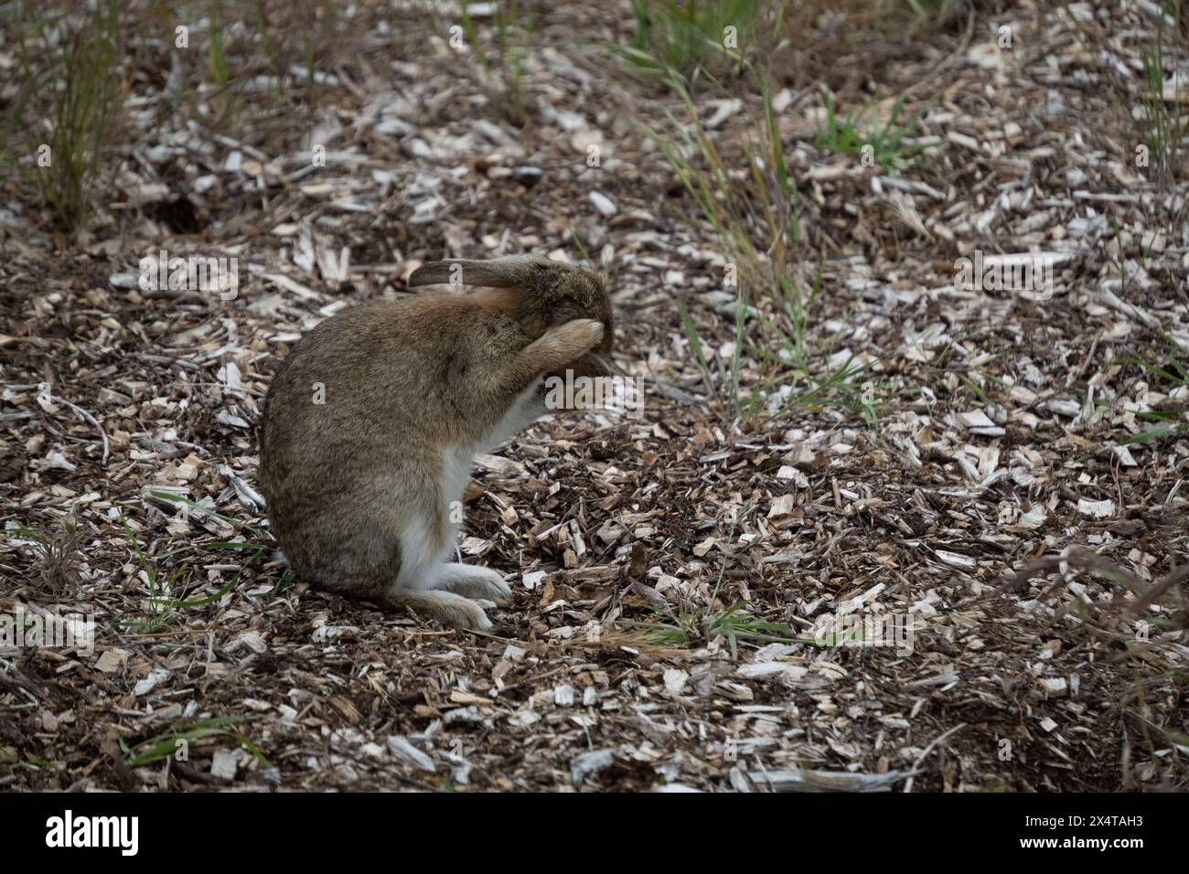 Farm Rabbit Pests Rabbit pest hi-res stock photography and images - Alamy