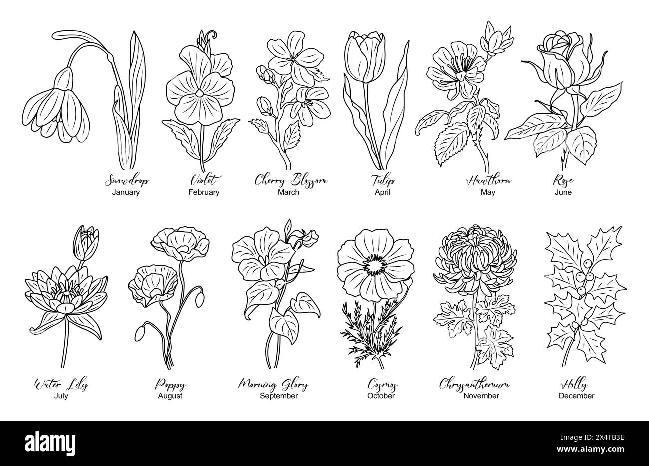 Set of Birth month flowers line art vector illustrations. Snowdrop, Violet, Cherry Blossom, Water lily, poppy, morning glory, cosmos, chrysanthemum, r Stock Vector