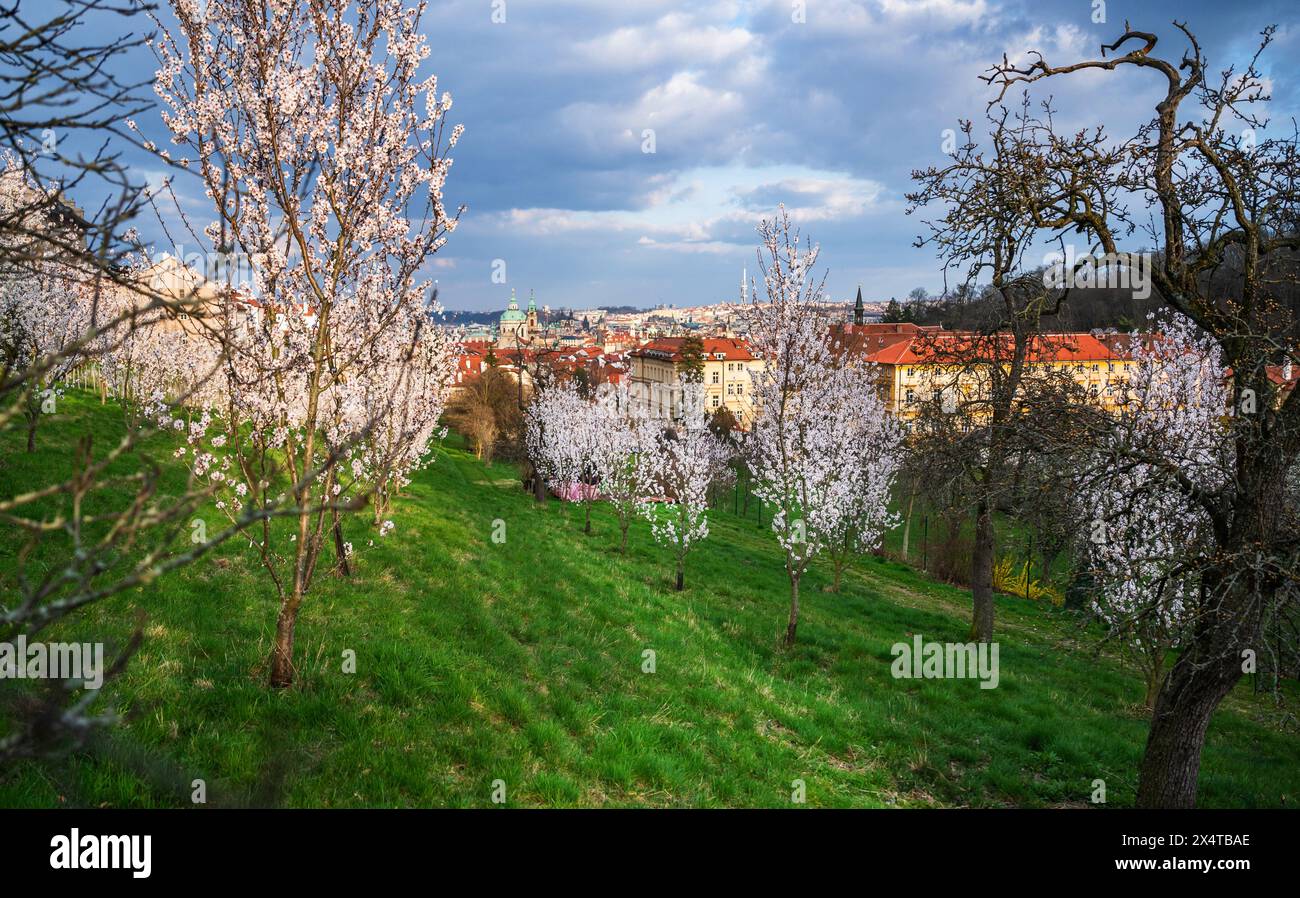 Flowering almond tree in Strahov garden near Prague castle and hill Petrin in springtime. Prague, Czech repuplic. Stock Photo