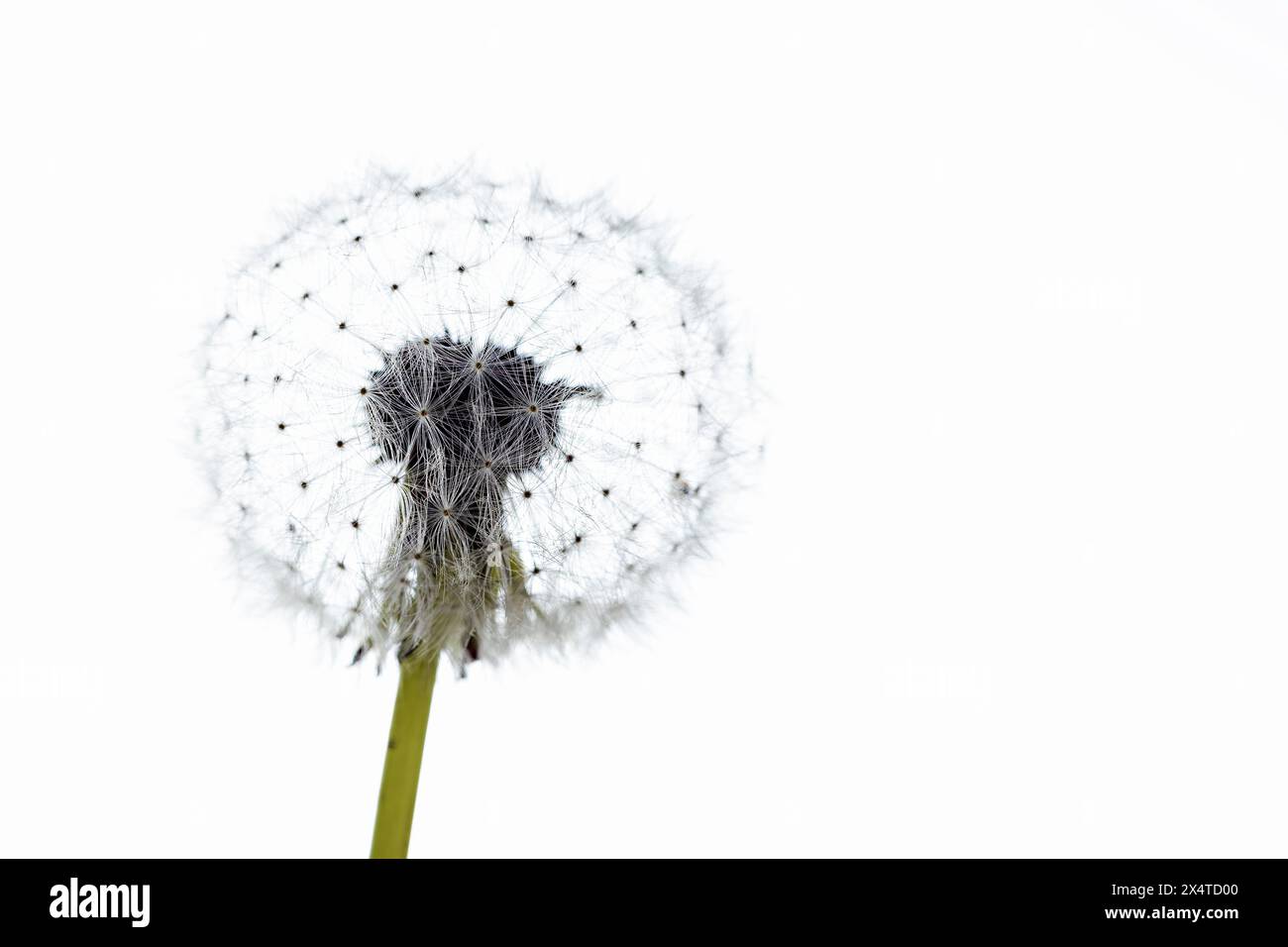 The head with seeds of a Dandelion Flower Stock Photo