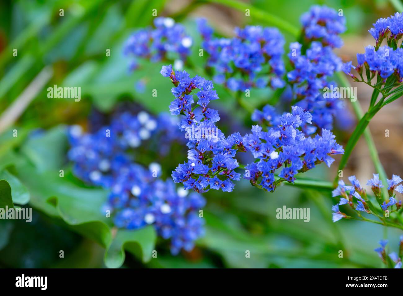Blue flowers of limonium sinuatum wavyleaf sea lavender plant Stock Photo