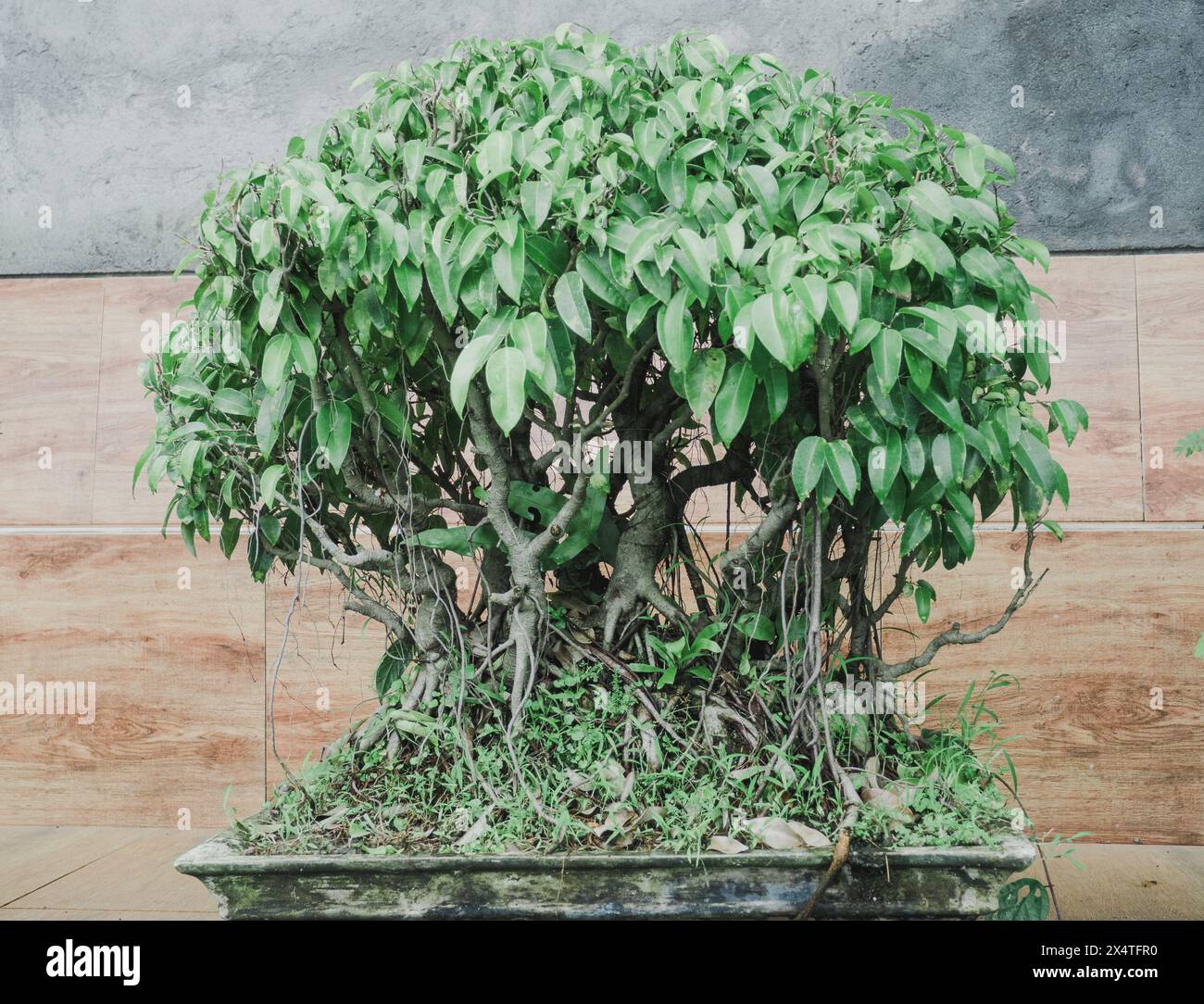 Beautiful Banyan Tree bonsai, an oriental style ornament seen in Bali, Indonesia. One of the trees is used as bonsai for hobbyists. Stock Photo