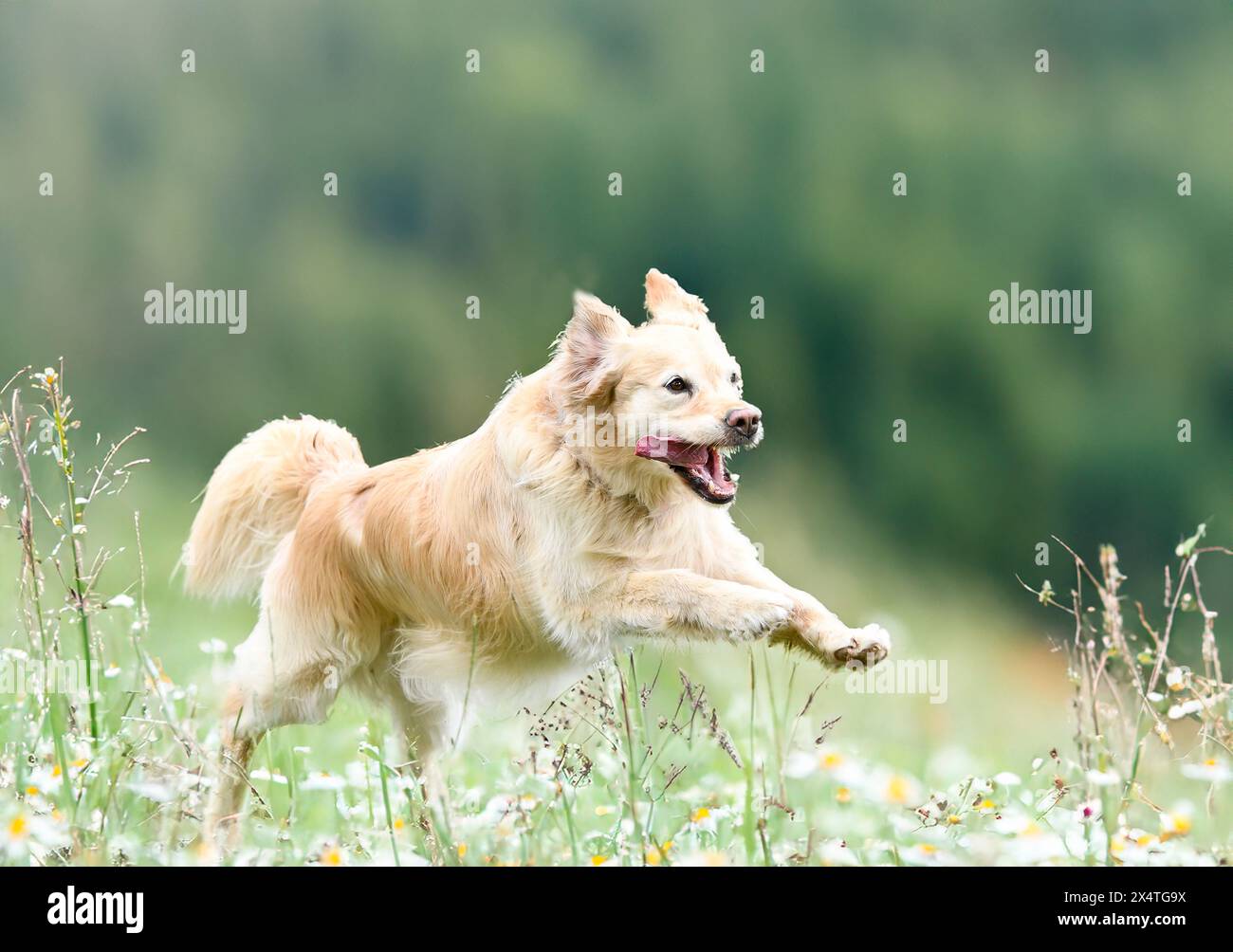 dog training  for obedience discipline with a golden retriever Stock Photo