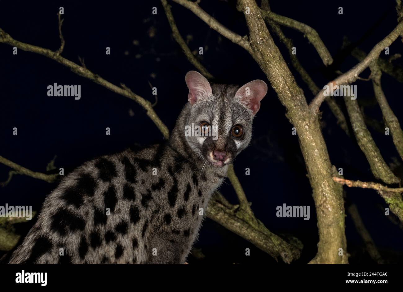 Common genet in front of black background Stock Photo - Alamy