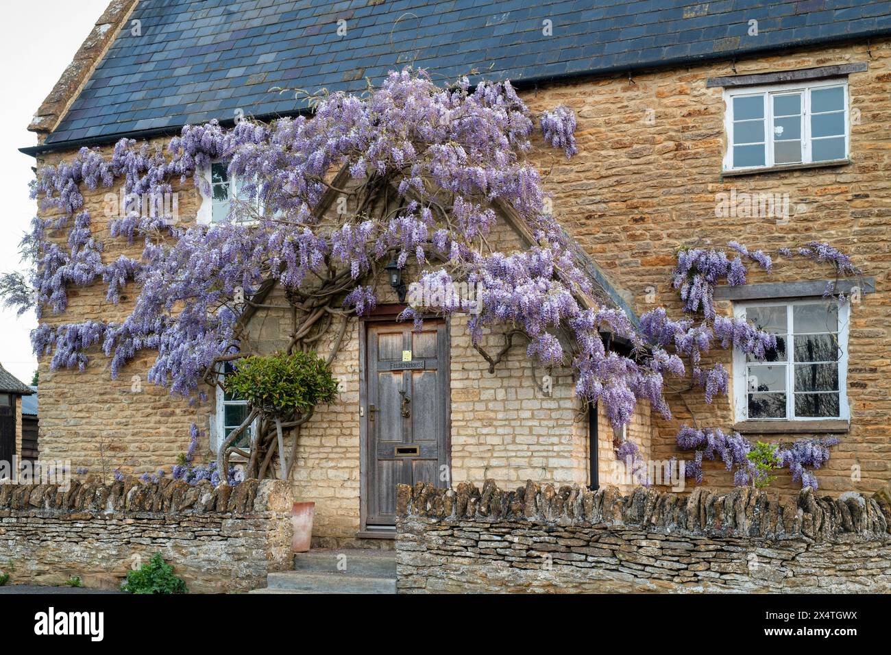 wisteria-floribunda-japanese-wisteria-on-the-exterior-of-a-stone