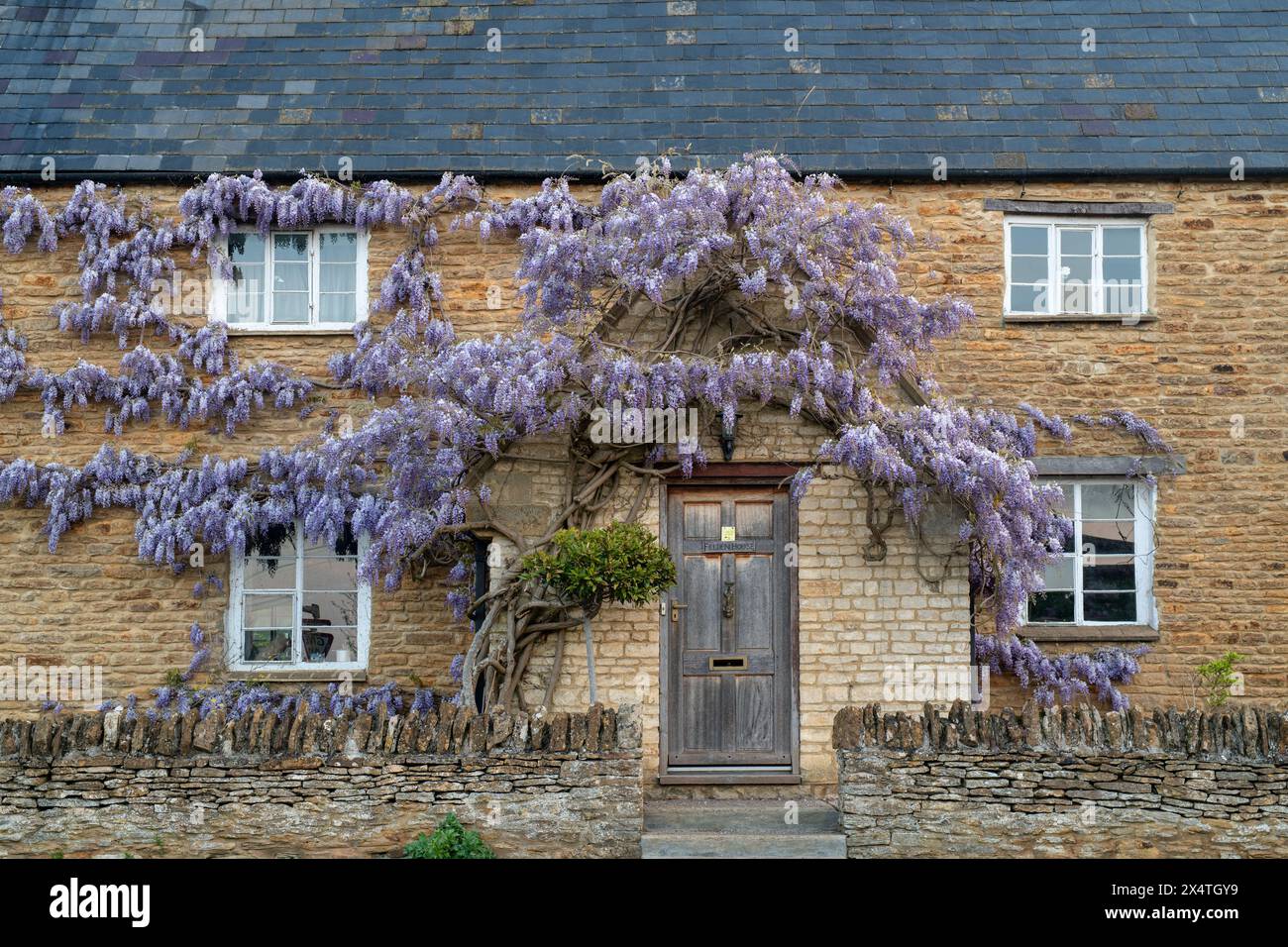 wisteria-floribunda-japanese-wisteria-on-the-exterior-of-a-stone