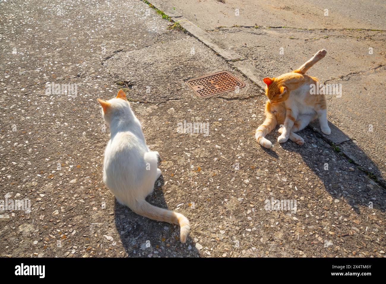 Tabby and white cats in the street Stock Photo - Alamy