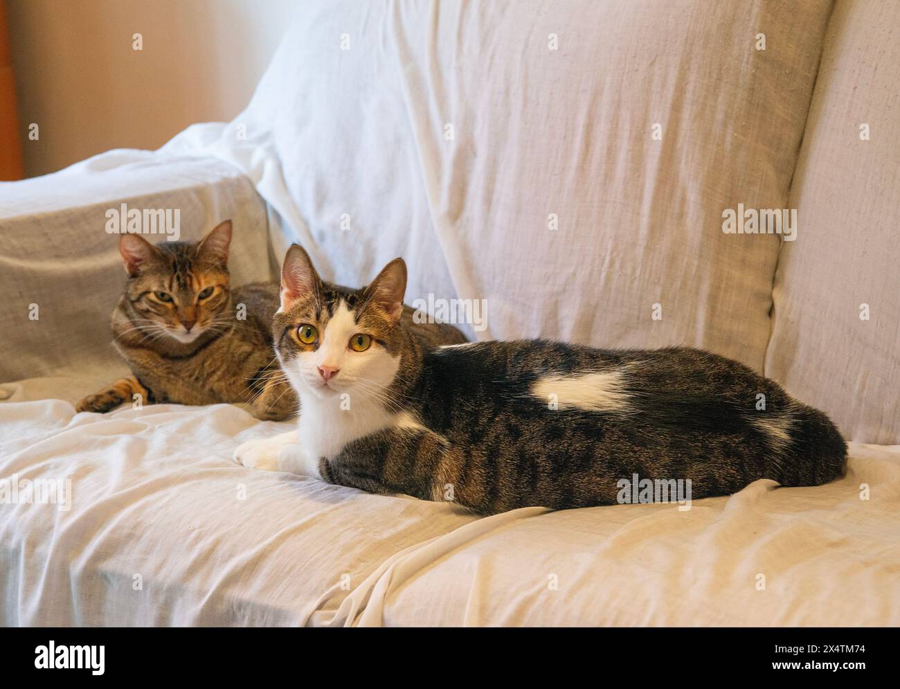 Two cats lying on a sofa at home. Stock Photo