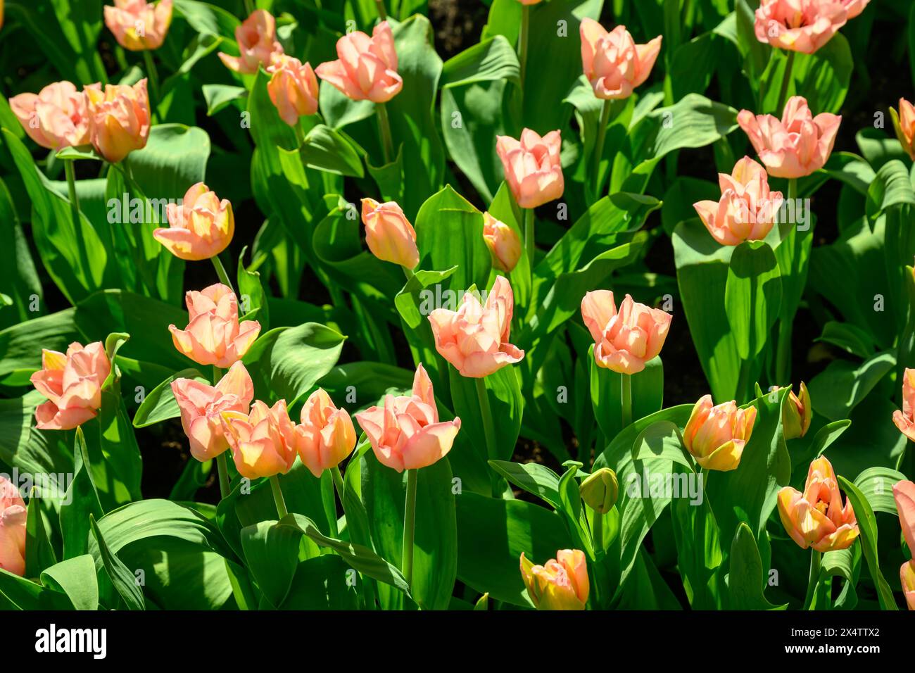 Rejoice Tulips at Tulipmania 2024 @ The Flower Dome, Gardens by the Bay, Singapore Stock Photo