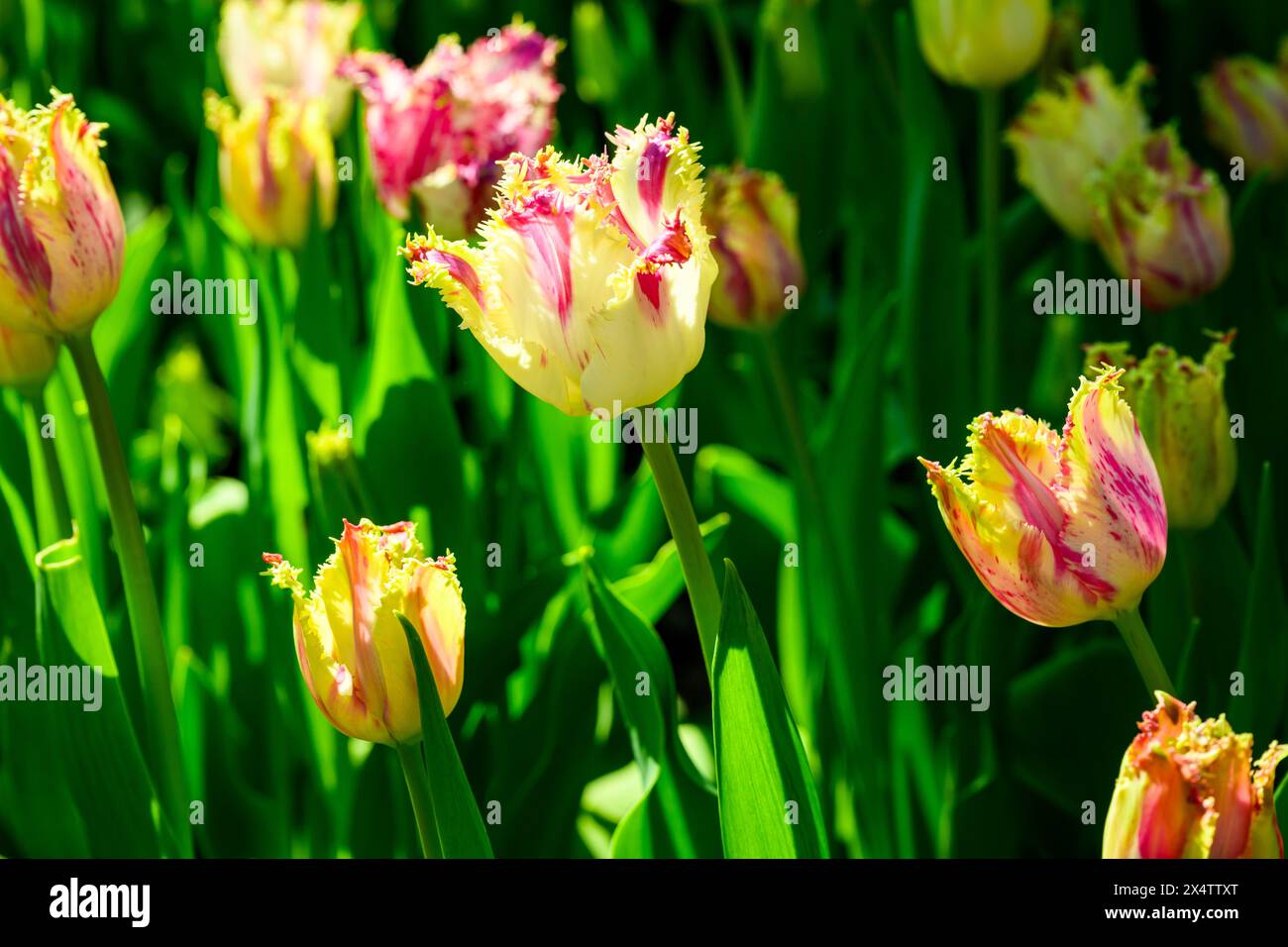 Purple Circus Tulips at Tulipmania 2024 @ The Flower Dome, Gardens by the Bay, Singapore Stock Photo