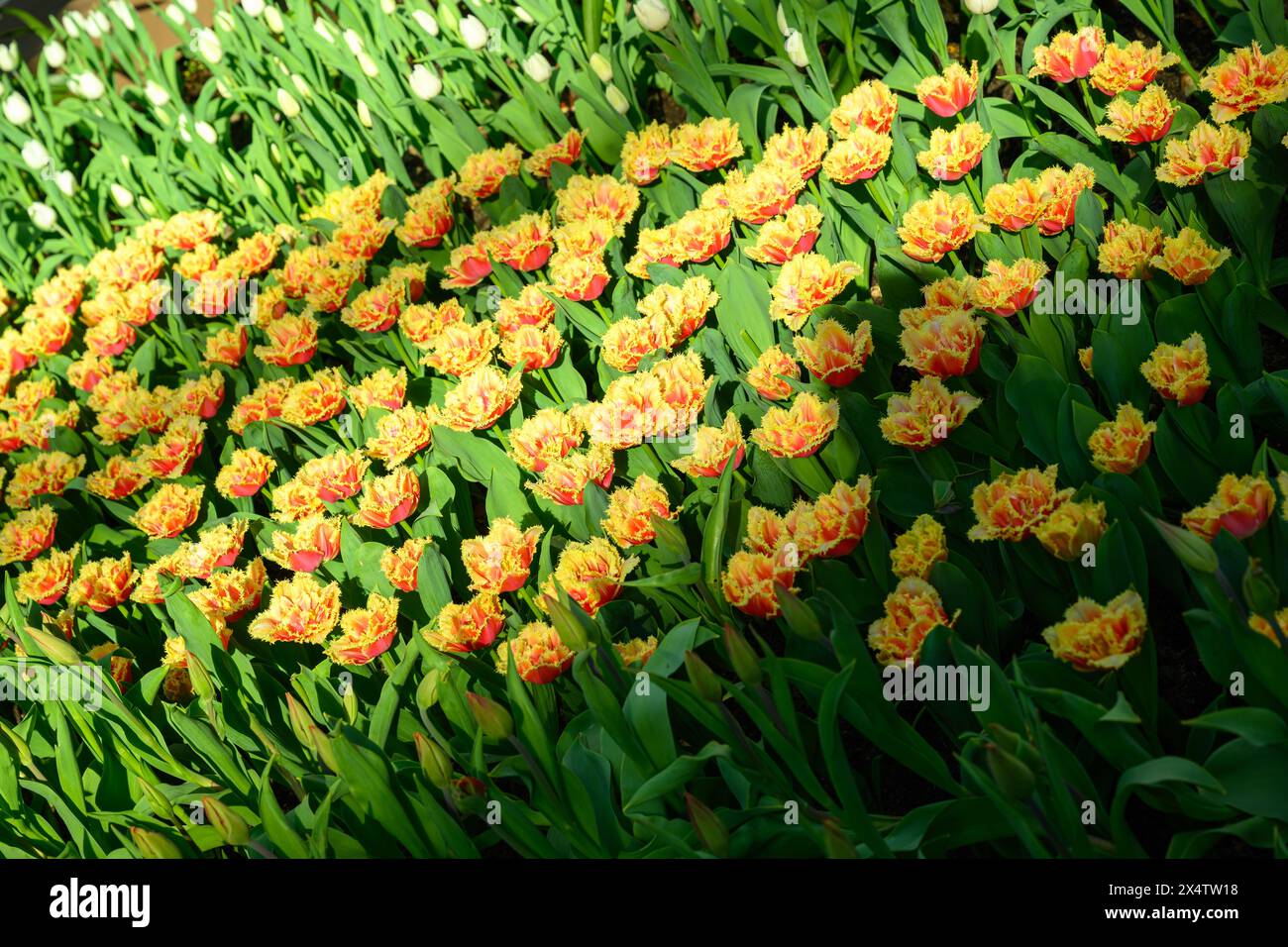 Brisbane Tulips at Tulipmania 2024 @ The Flower Dome, Gardens by the Bay, Singapore Stock Photo