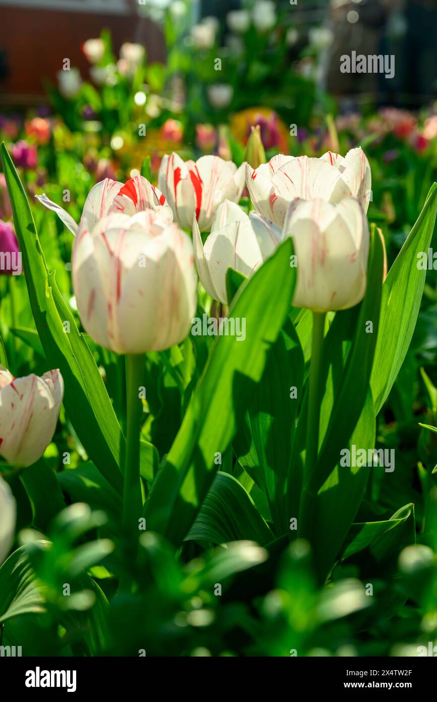 One Direction Tulips at Tulipmania 2024 @ The Flower Dome, Gardens by the Bay, Singapore Stock Photo