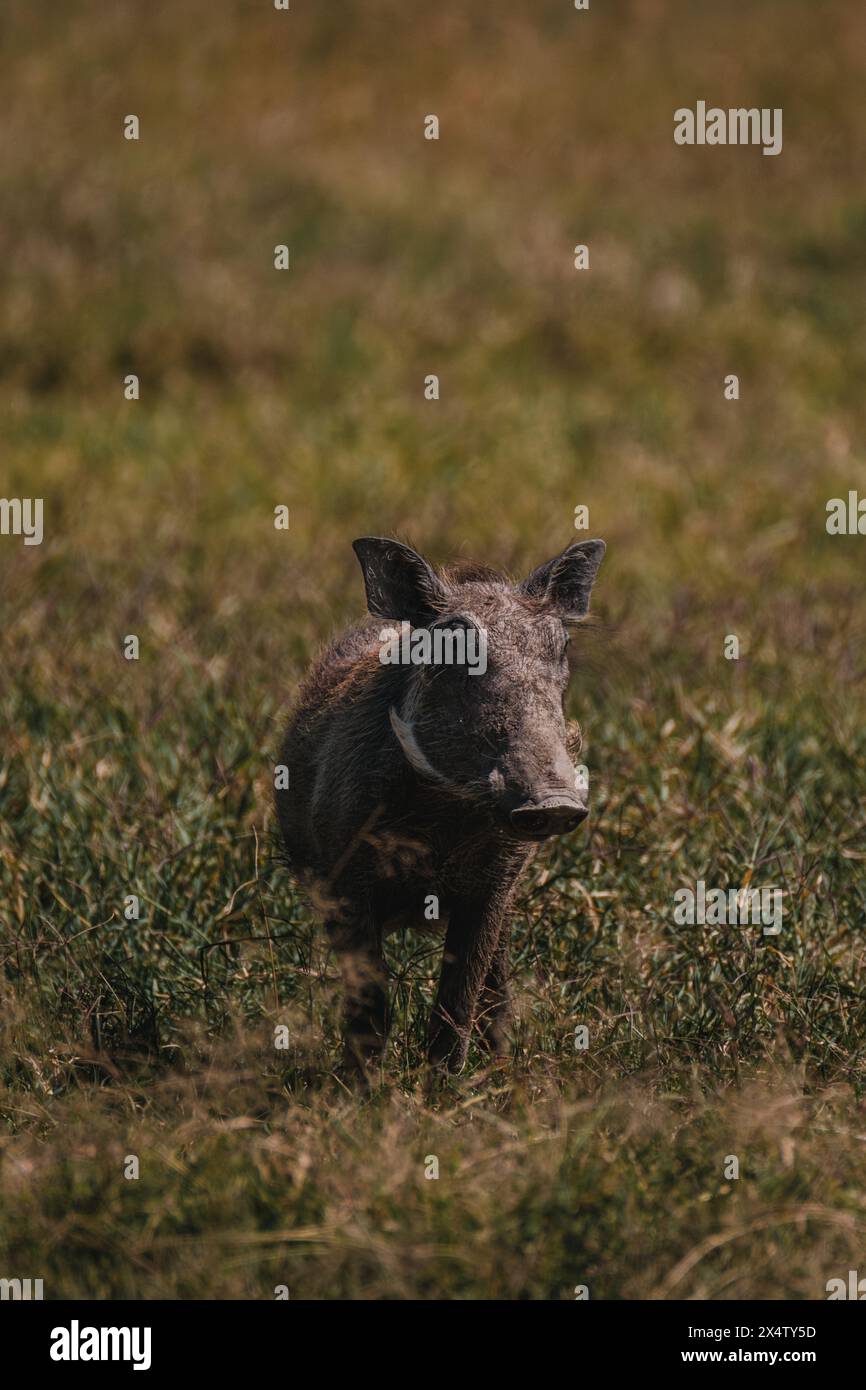Warthog stares directly, tusks prominent, in Masai Mara Stock Photo - Alamy