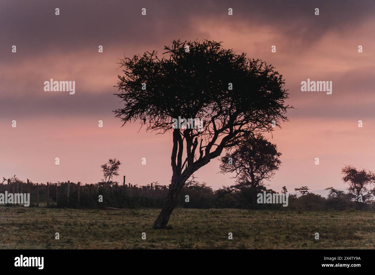 Solitary tree silhouetted against vibrant hi-res stock photography and ...