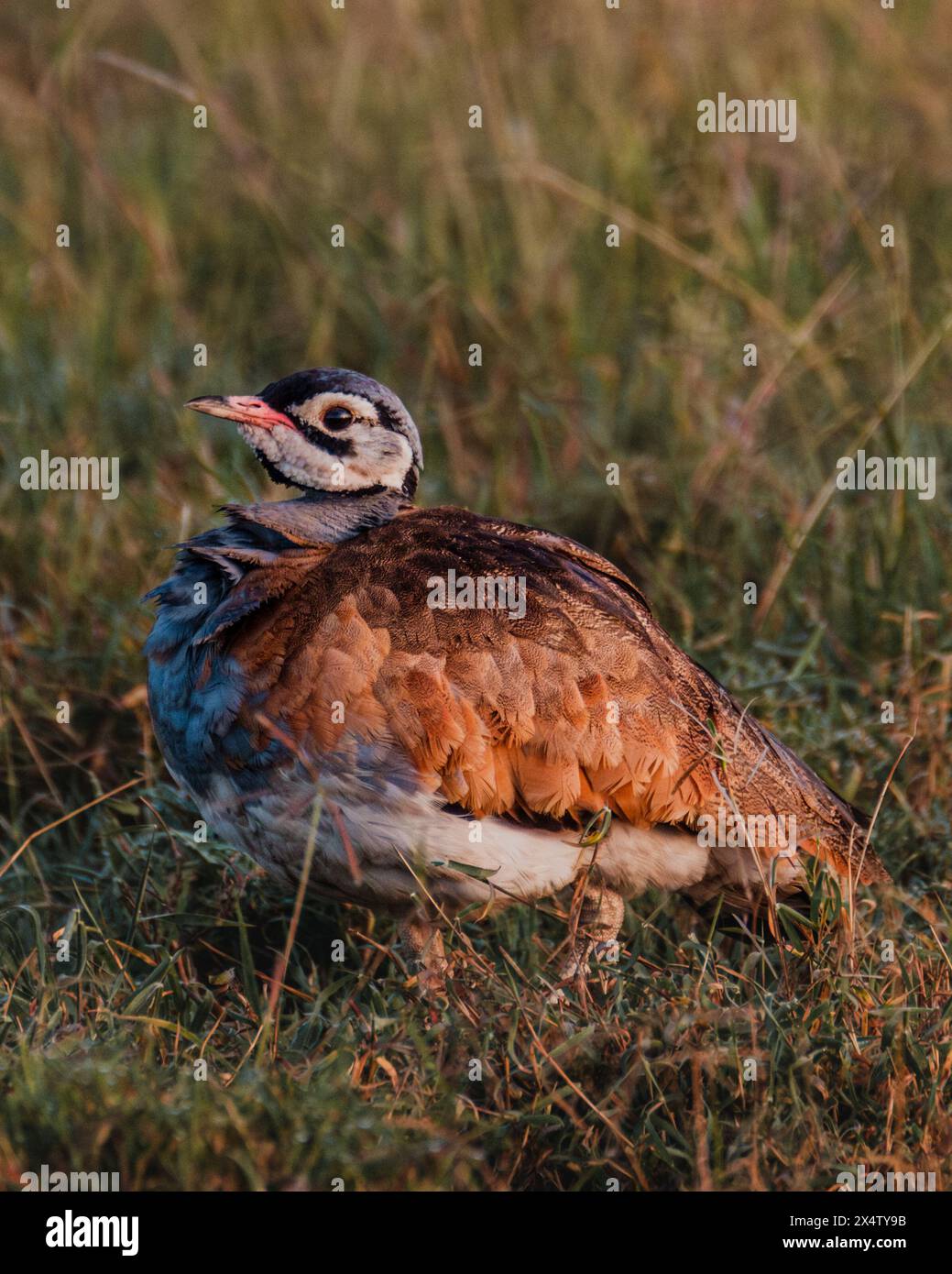 Masai mara safari sighting hi-res stock photography and images - Alamy