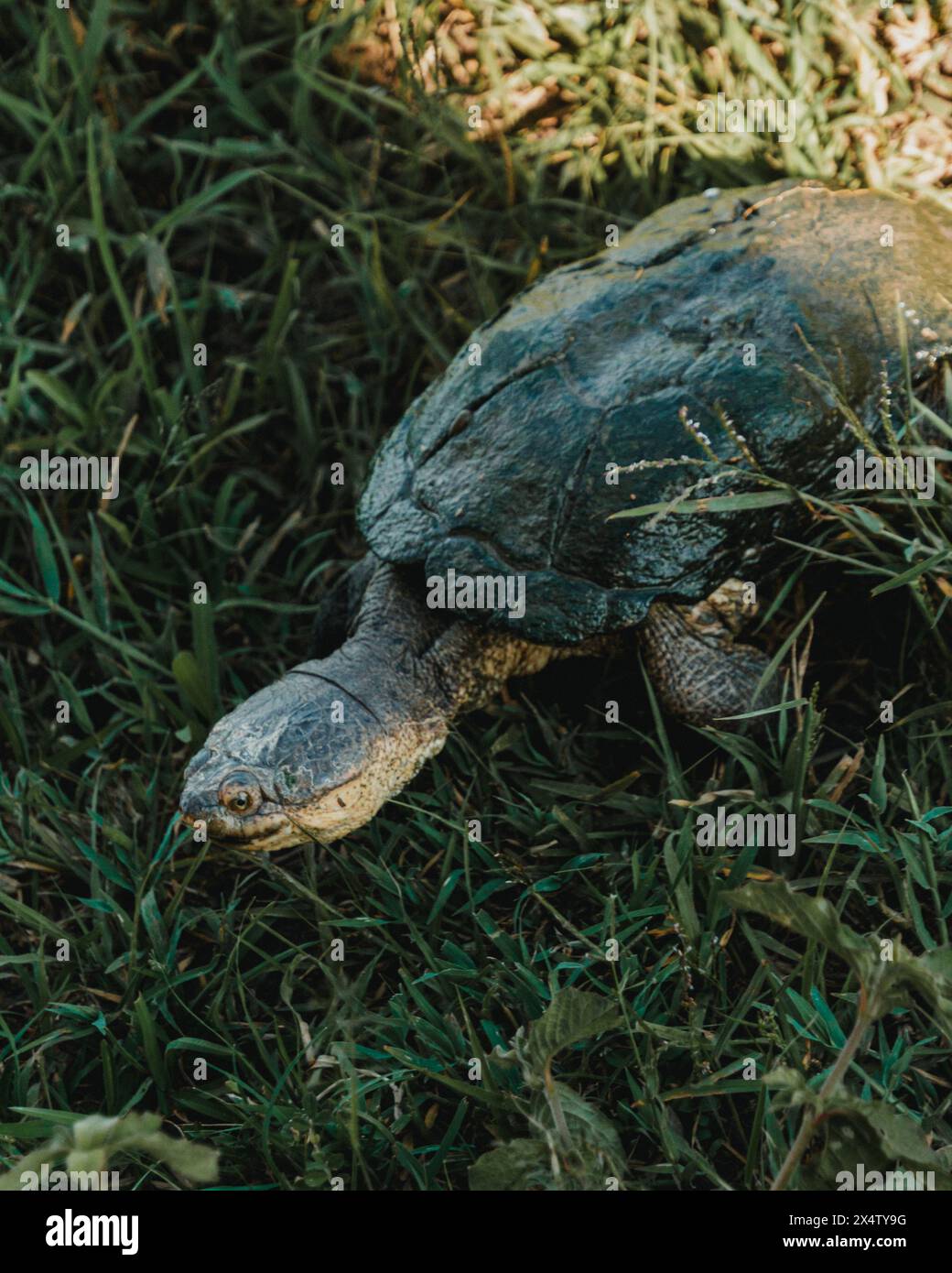 Snapping turtle advances through grassy terrain Stock Photo