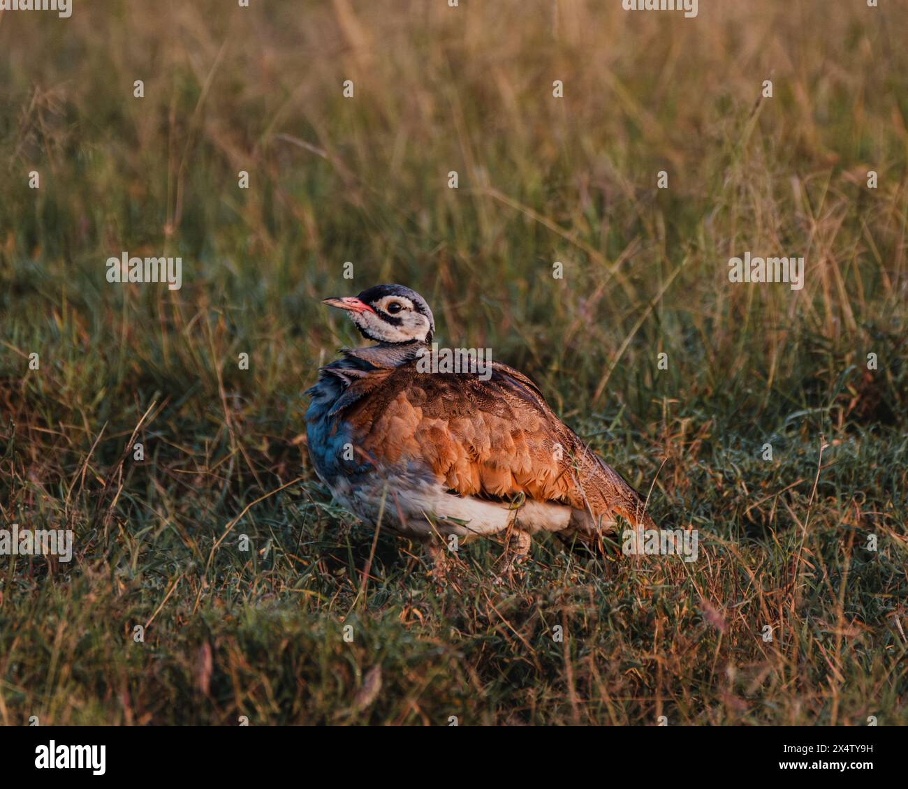 Wildlife tourism masai mara hi-res stock photography and images - Alamy