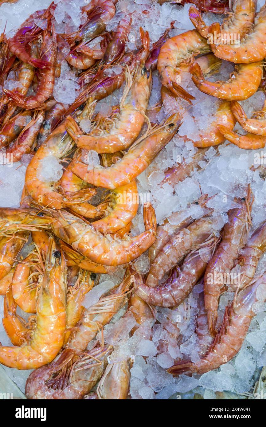 diverse Muscheln und Krustentiere in der Kühltheke im Mercado Nuestra Senora de Africa, Teneriffa, Kanarische Inseln, Spanien, Santa Cruc de Tenerife Stock Photo