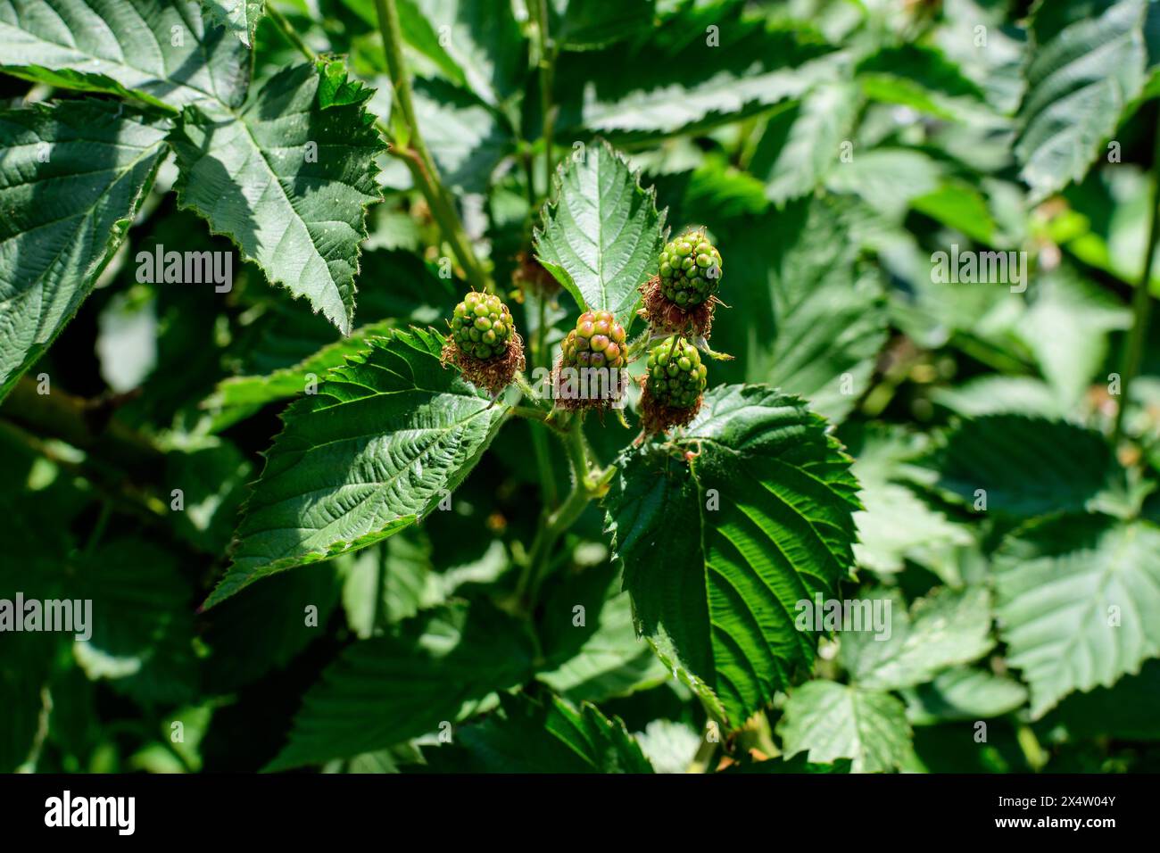 Many delicate small green fruits on large blackberry bush in direct sunlight towards clear blue sky, in a garden in a sunny summer day, beautiful outd Stock Photo
