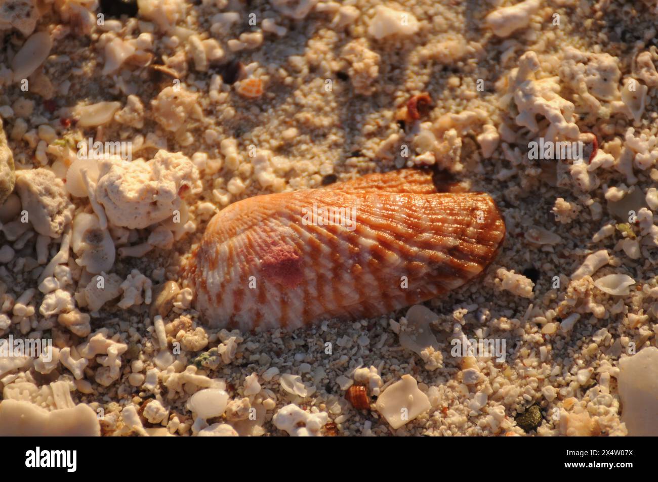 A small shell is laying on the sand. The shell is tan and has a pink spot on it. The sand is white and the shell is the only object visible in the ima Stock Photo